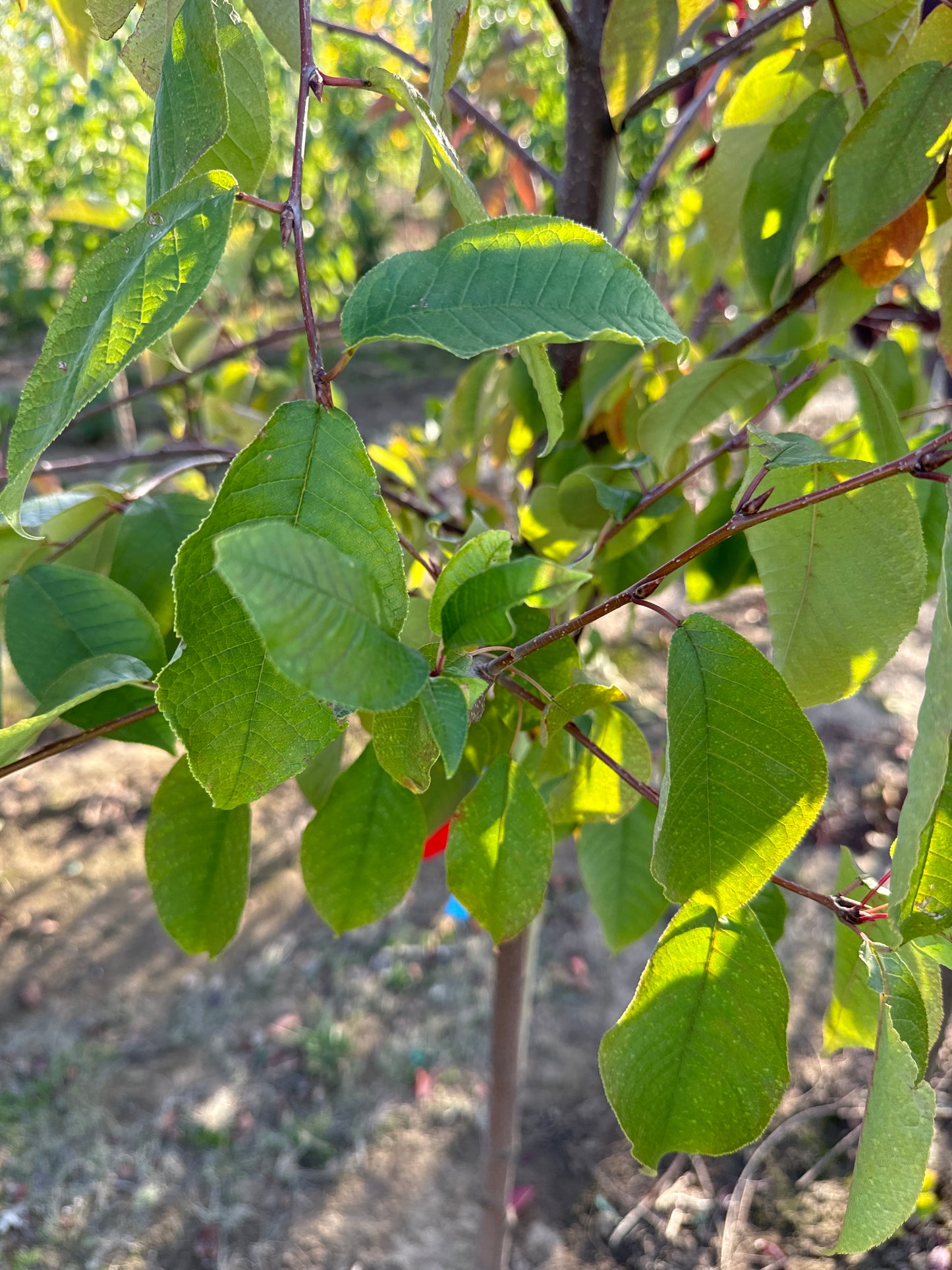 European Bird Cherry