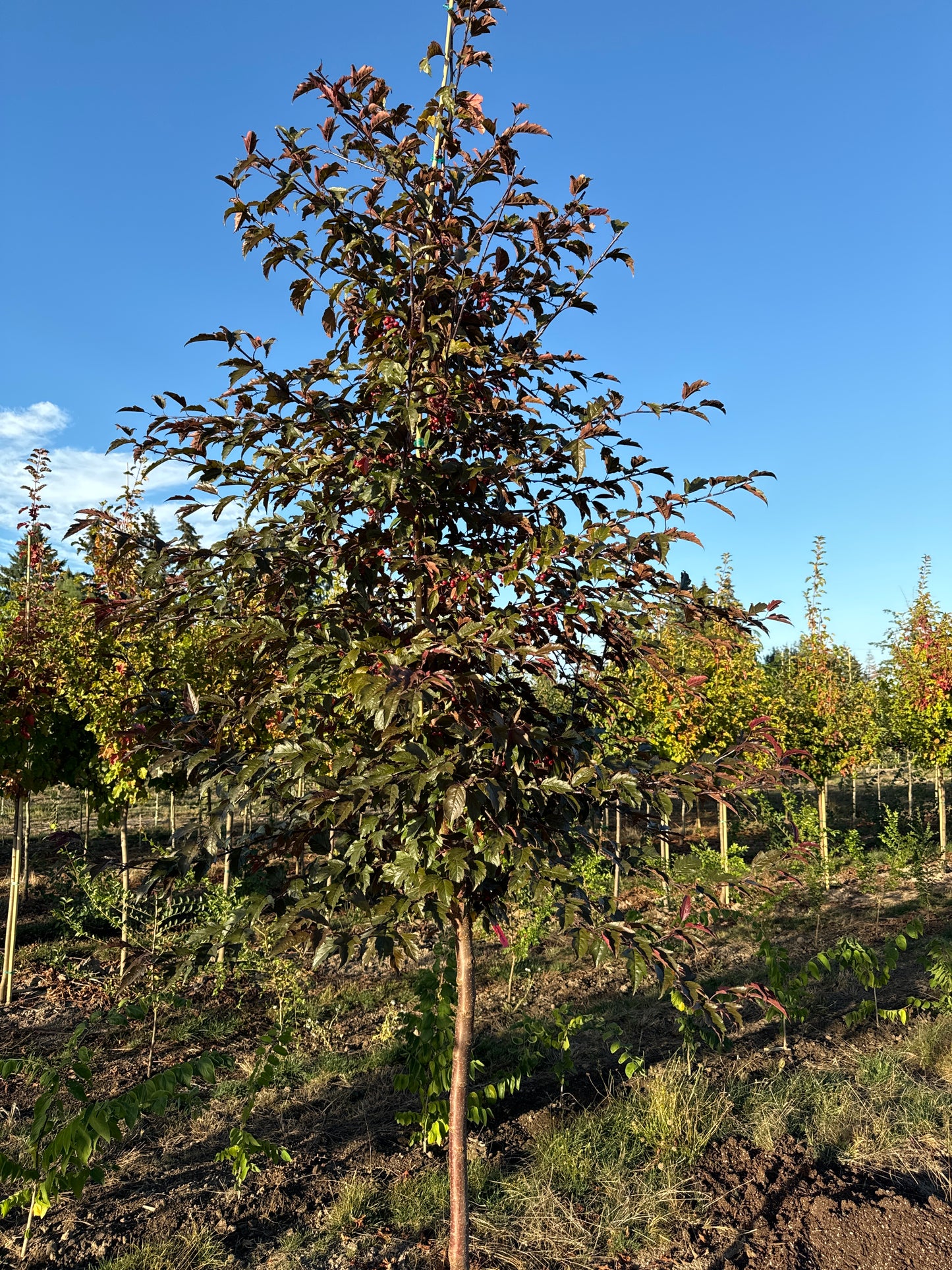 Royal Raindrops Flowering Crabapple- sproutfree™