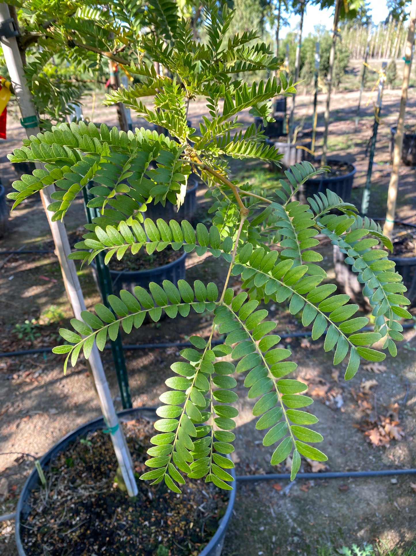 Sunburst® Honeylocust