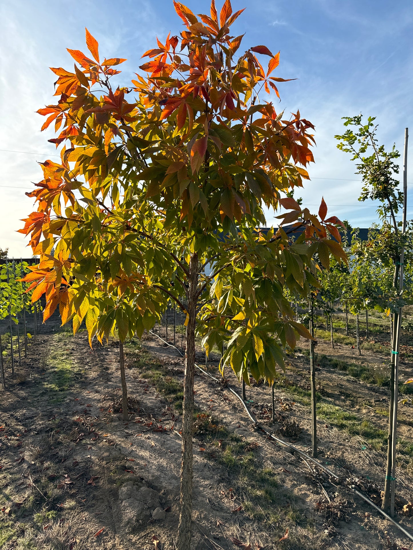 Ohio Buckeye