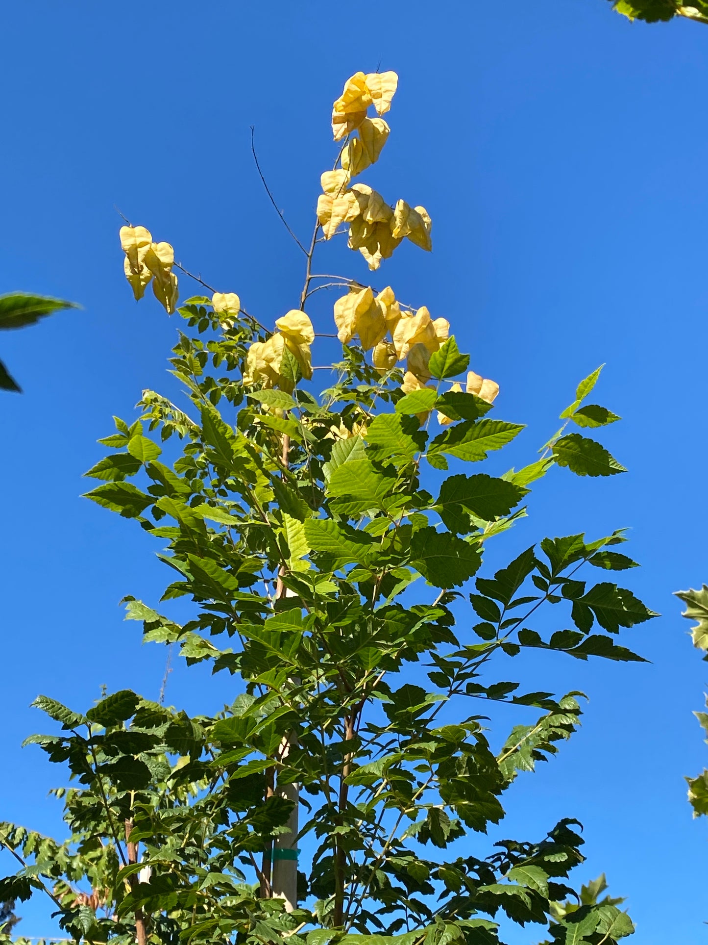 Goldenrain Tree