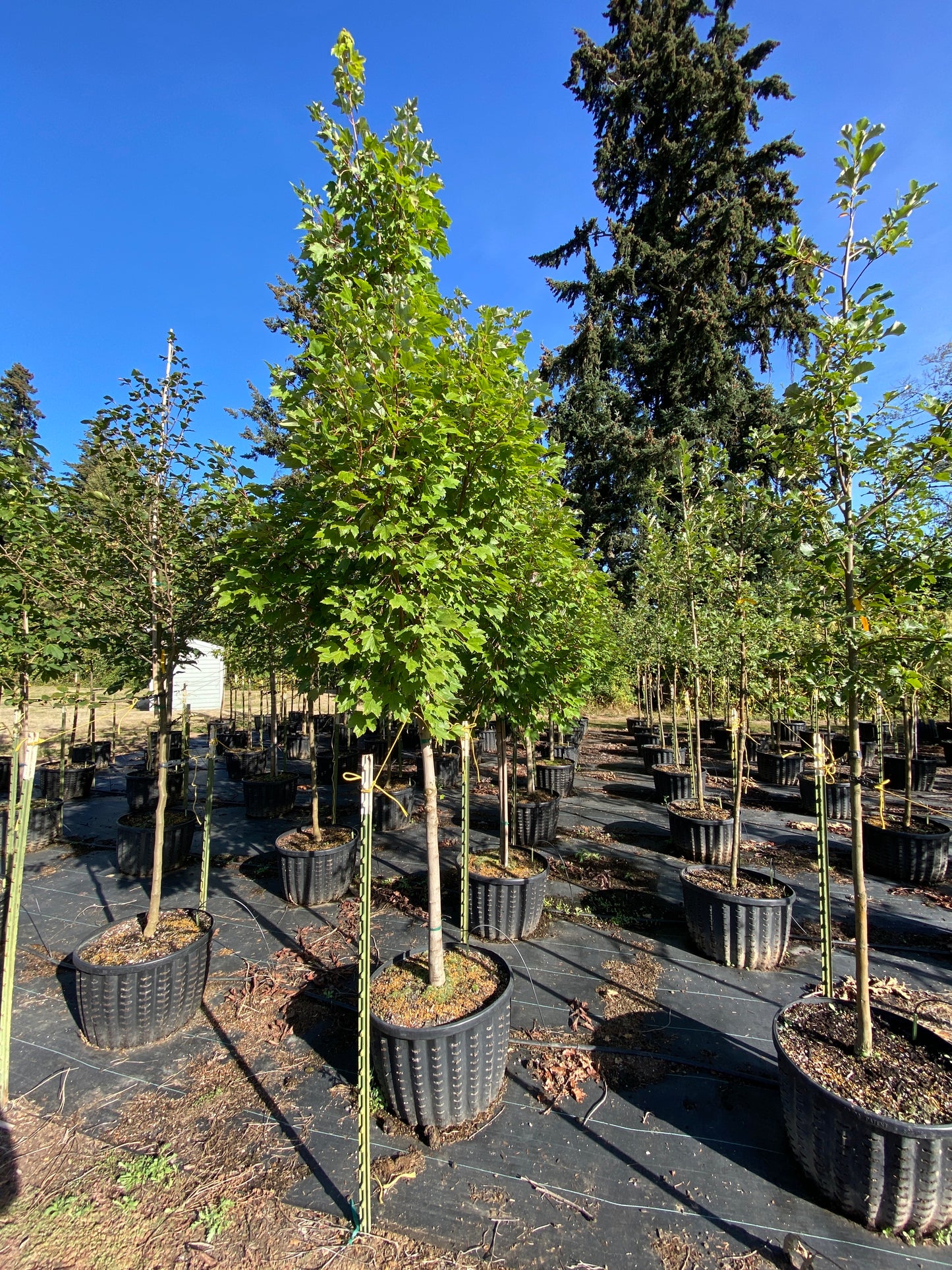 October Glory® Red Maple