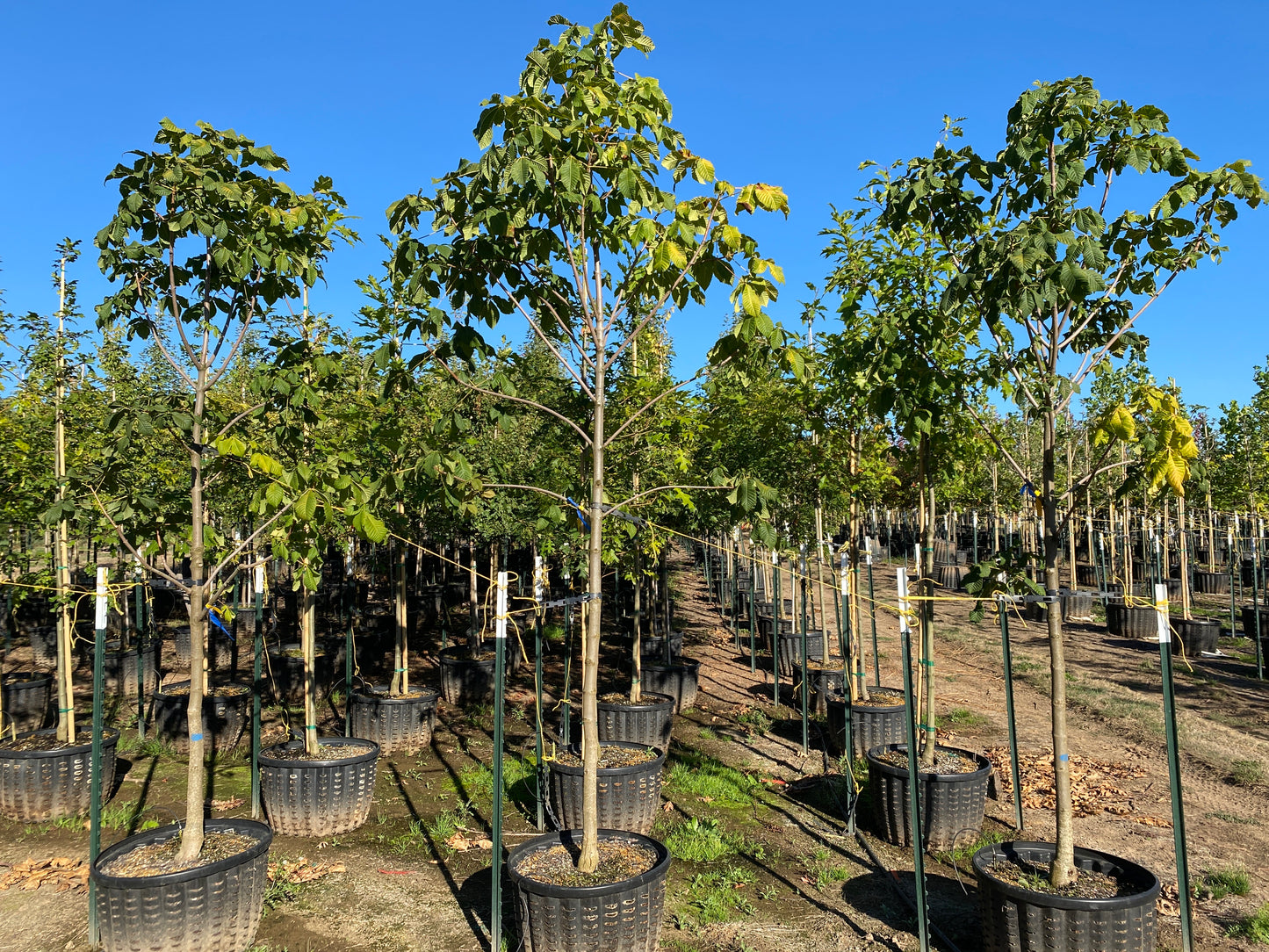 Briotii Red Horsechestnut