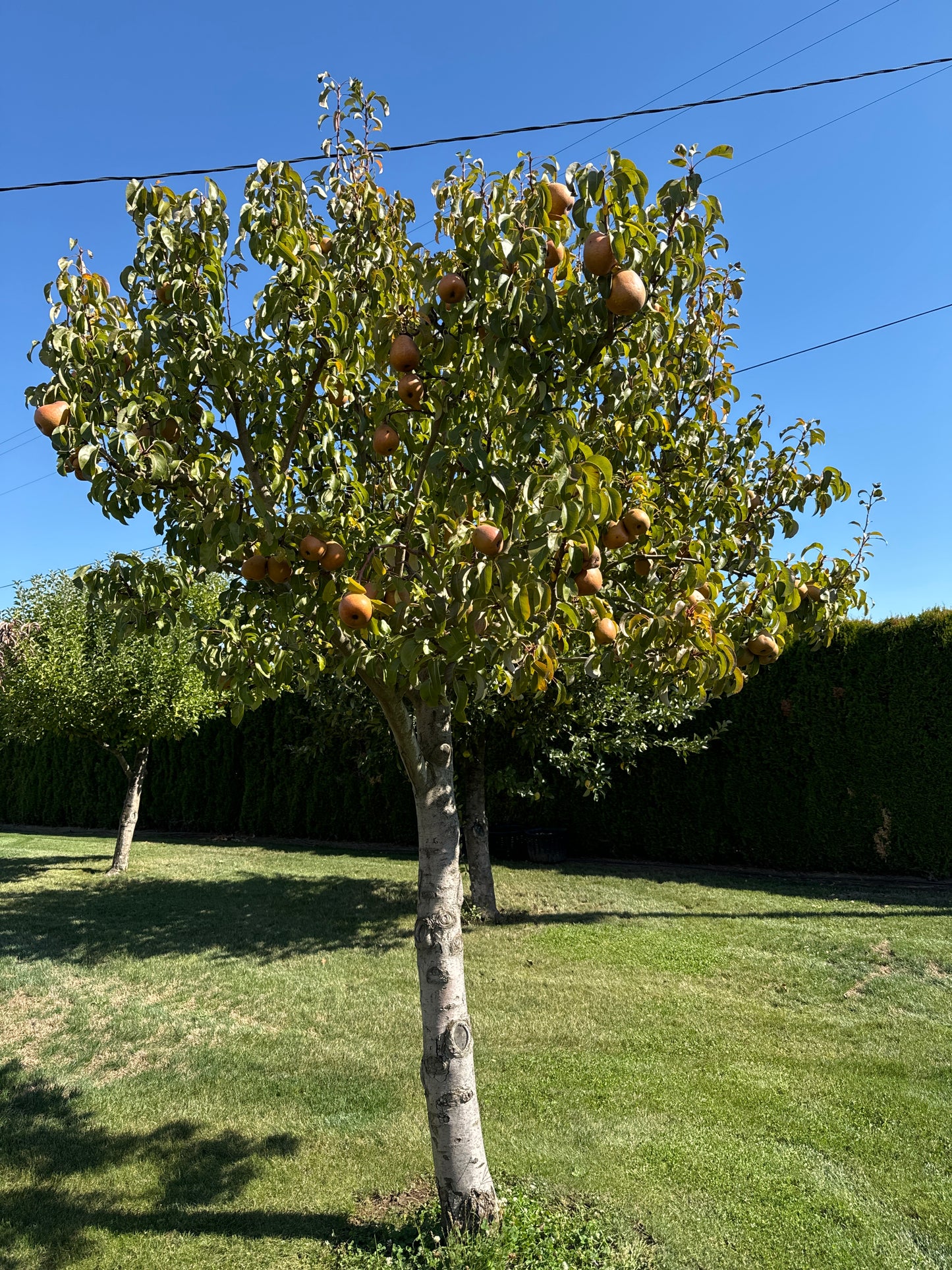 Anjou Pear