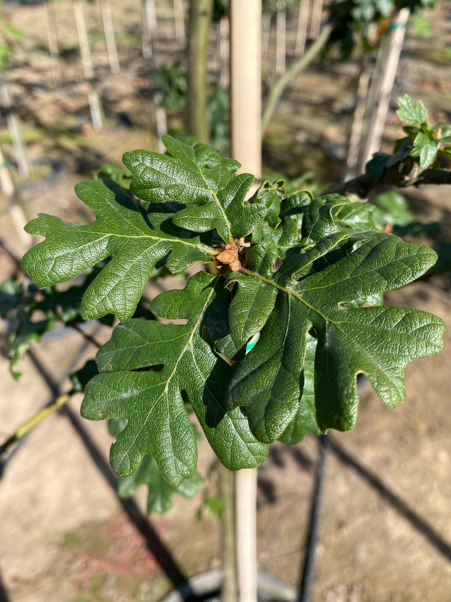 Oregon White Oak