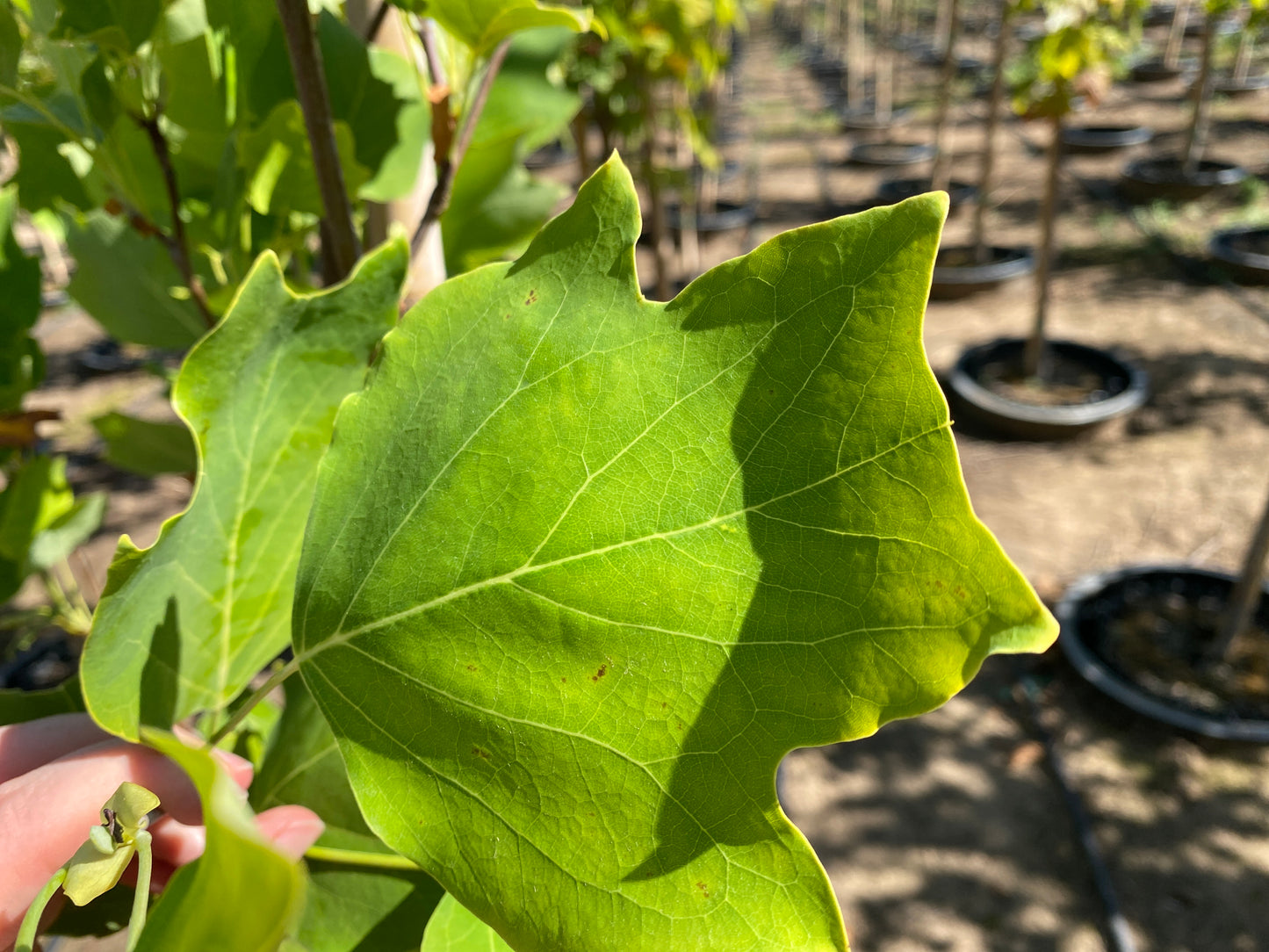 Arnold Columnar Tulip Tree