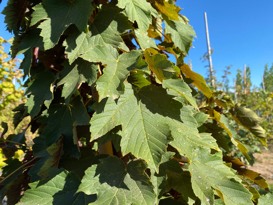 Sycamore Maple