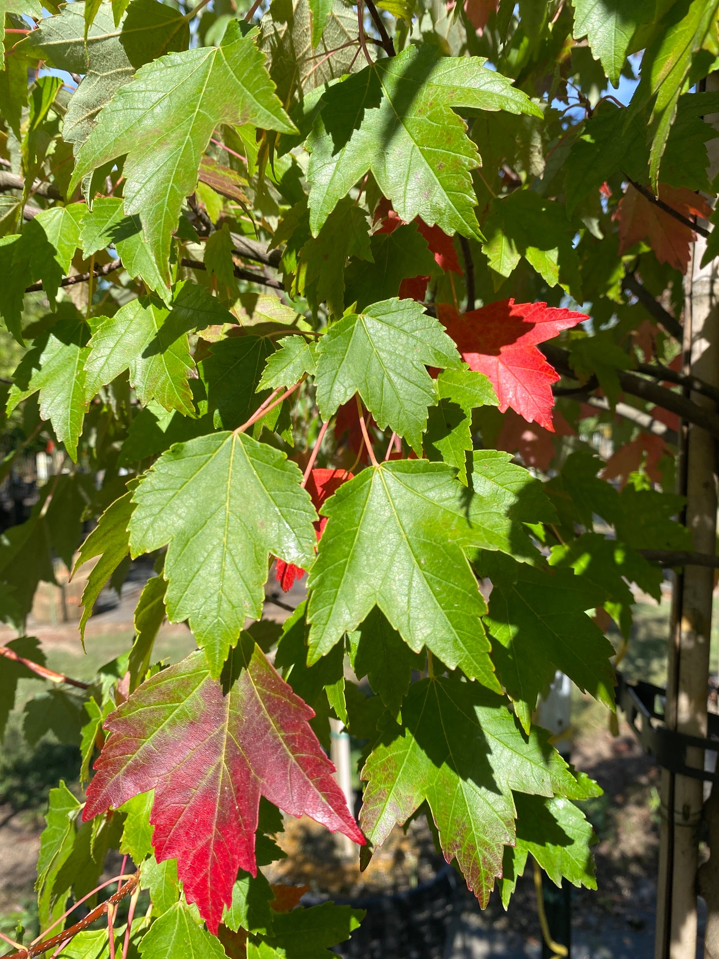 Sun Valley Red Maple