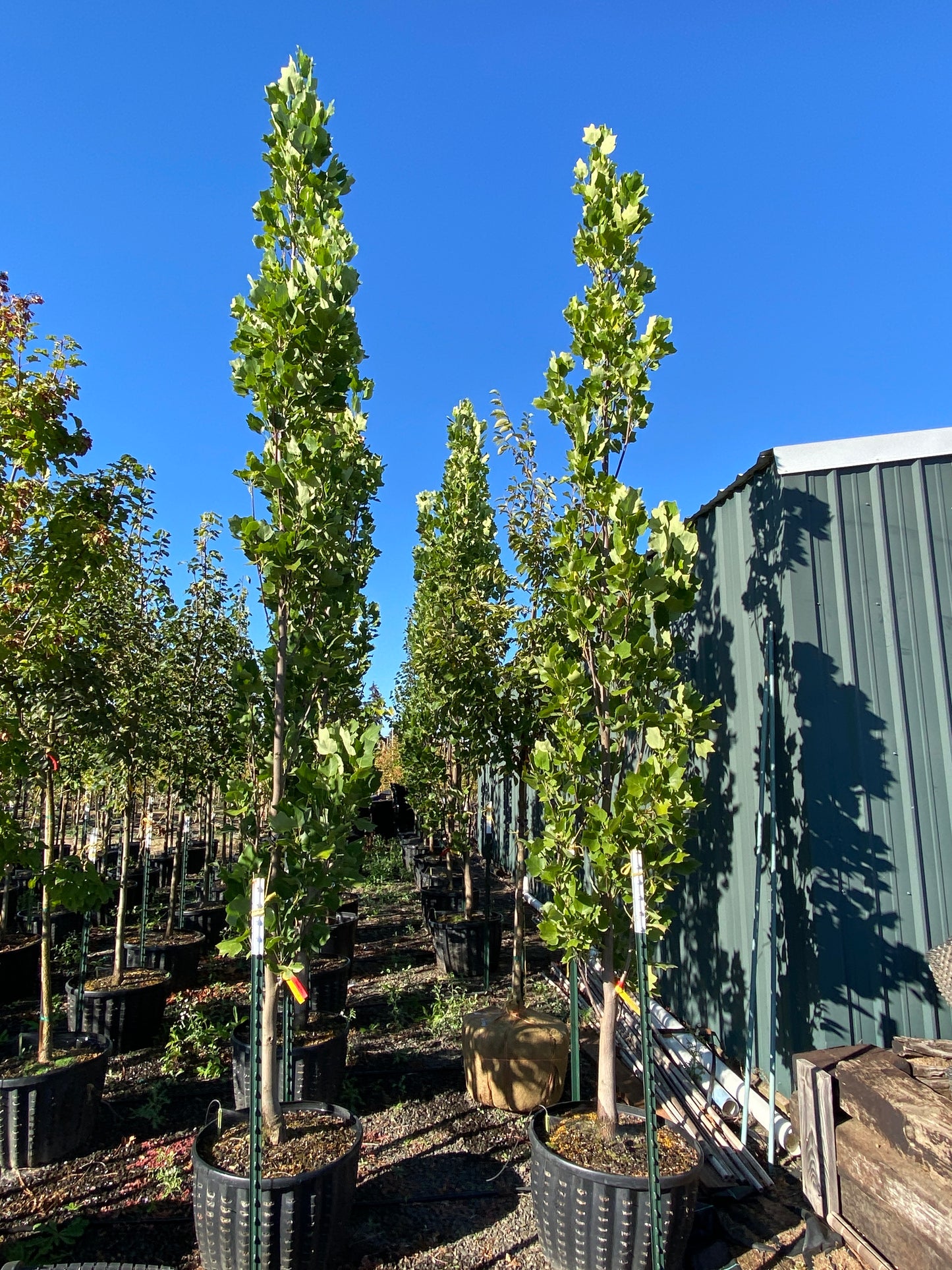 Arnold Columnar Tulip Tree