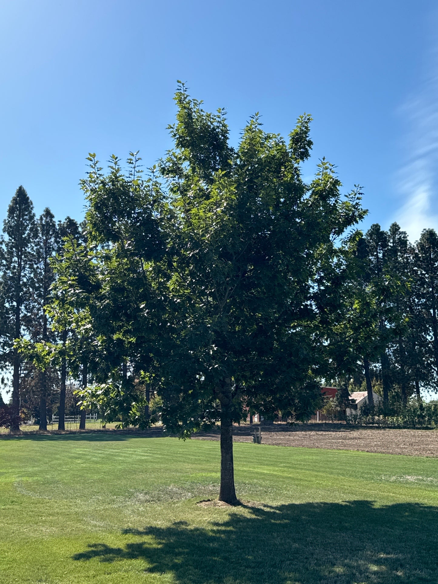 Northern Red Oak