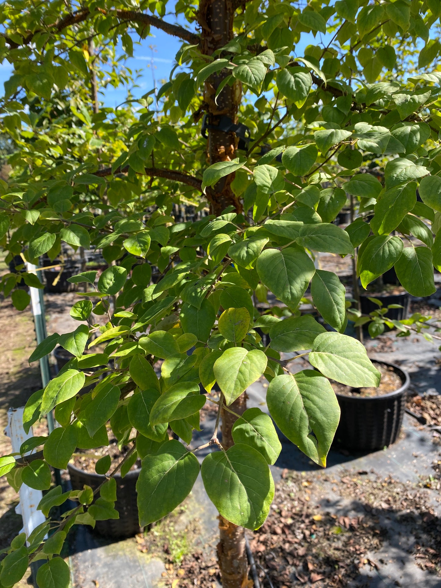 China Snow® Peking Lilac