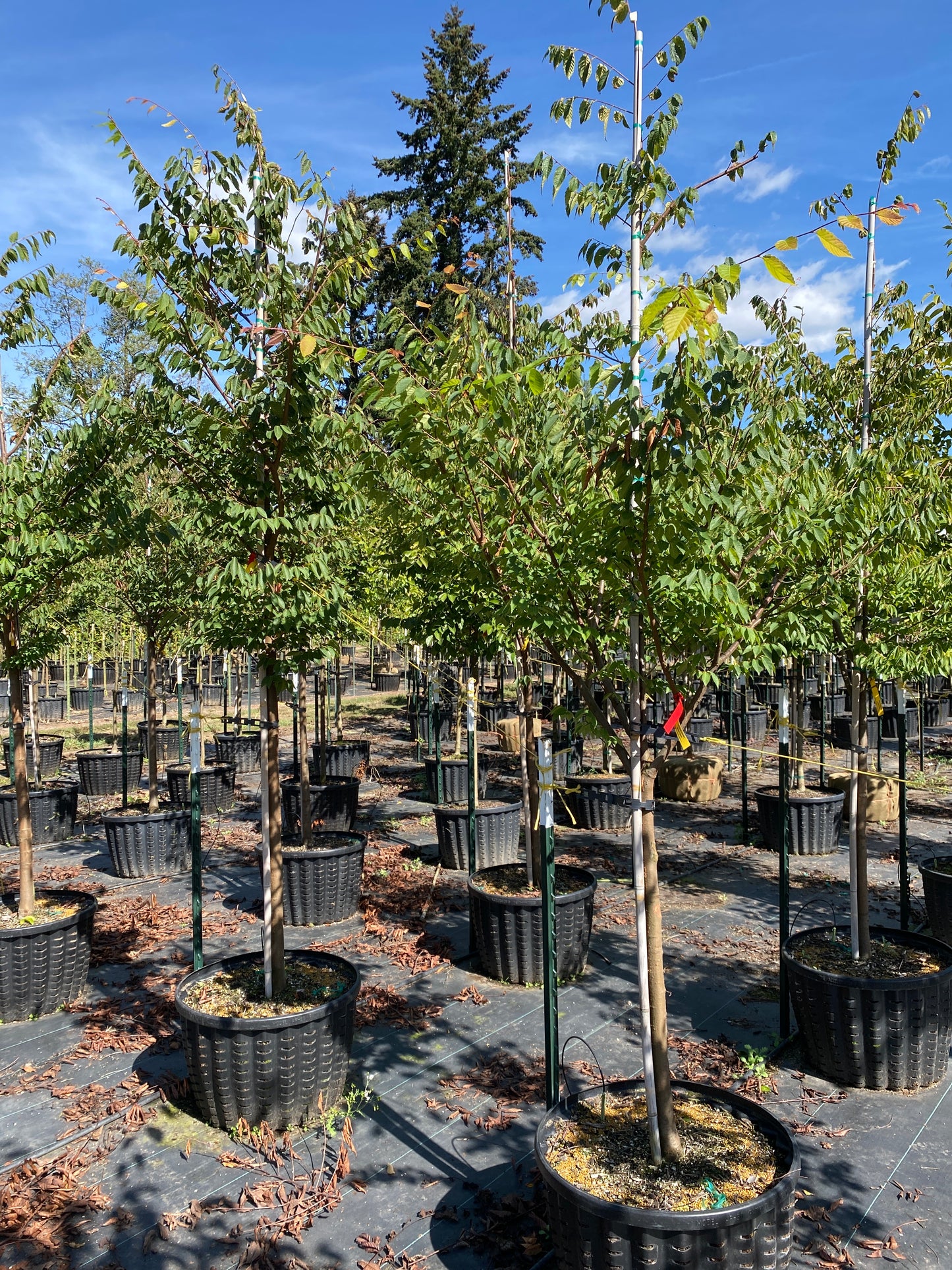 Wireless® Zelkova