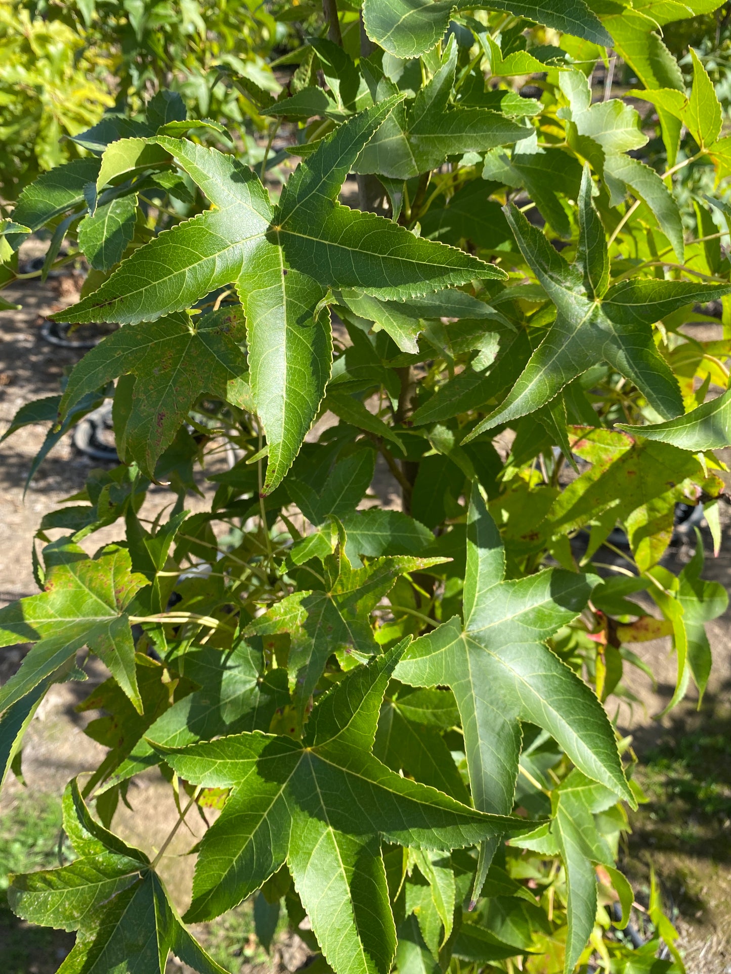 Slender Silhouette Sweetgum