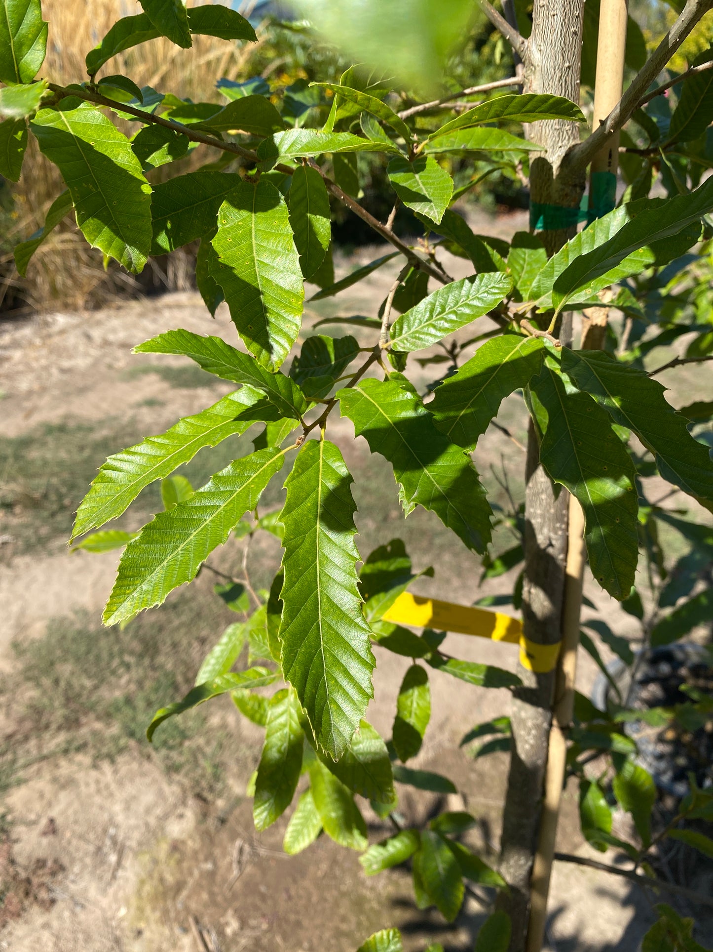 Sawtooth Oak