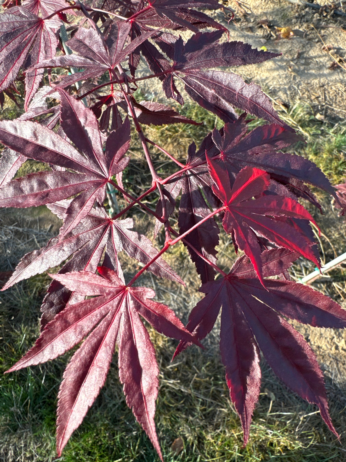 Fireglow Japanese Maple