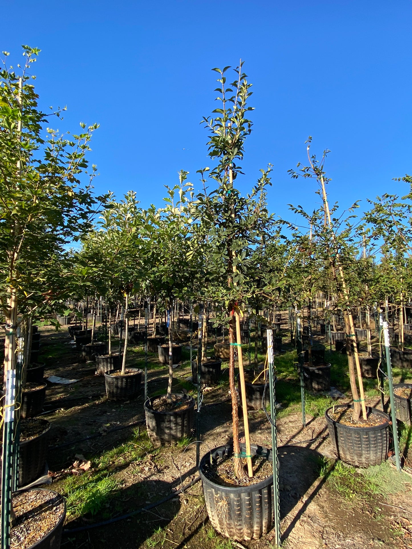 Chinese Fringe Tree