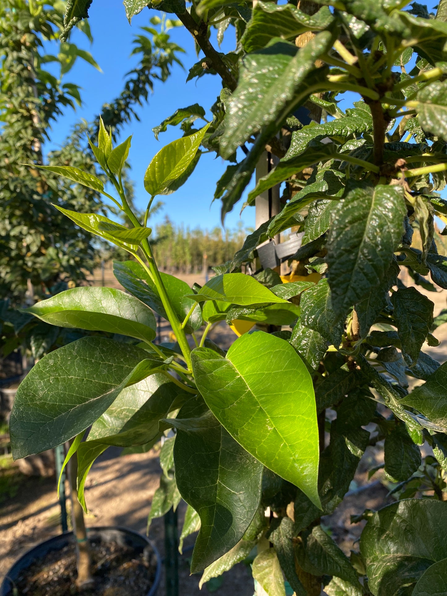 Witchita Osage Orange