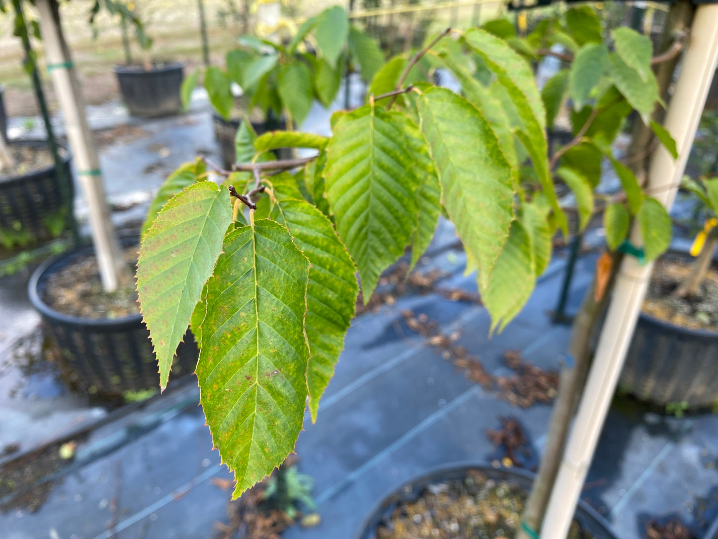 American Hornbeam