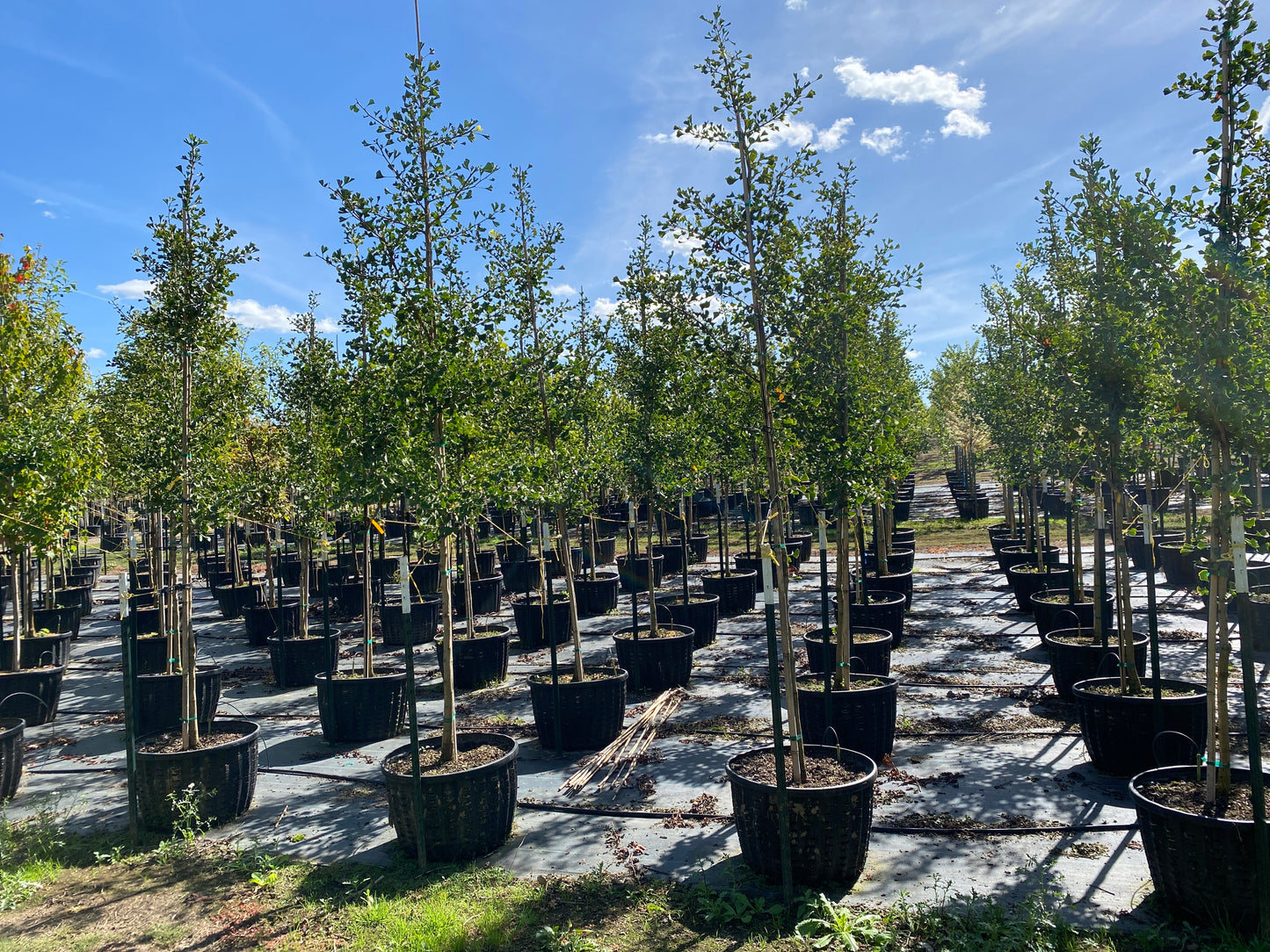 Golden Colonnade® Ginkgo