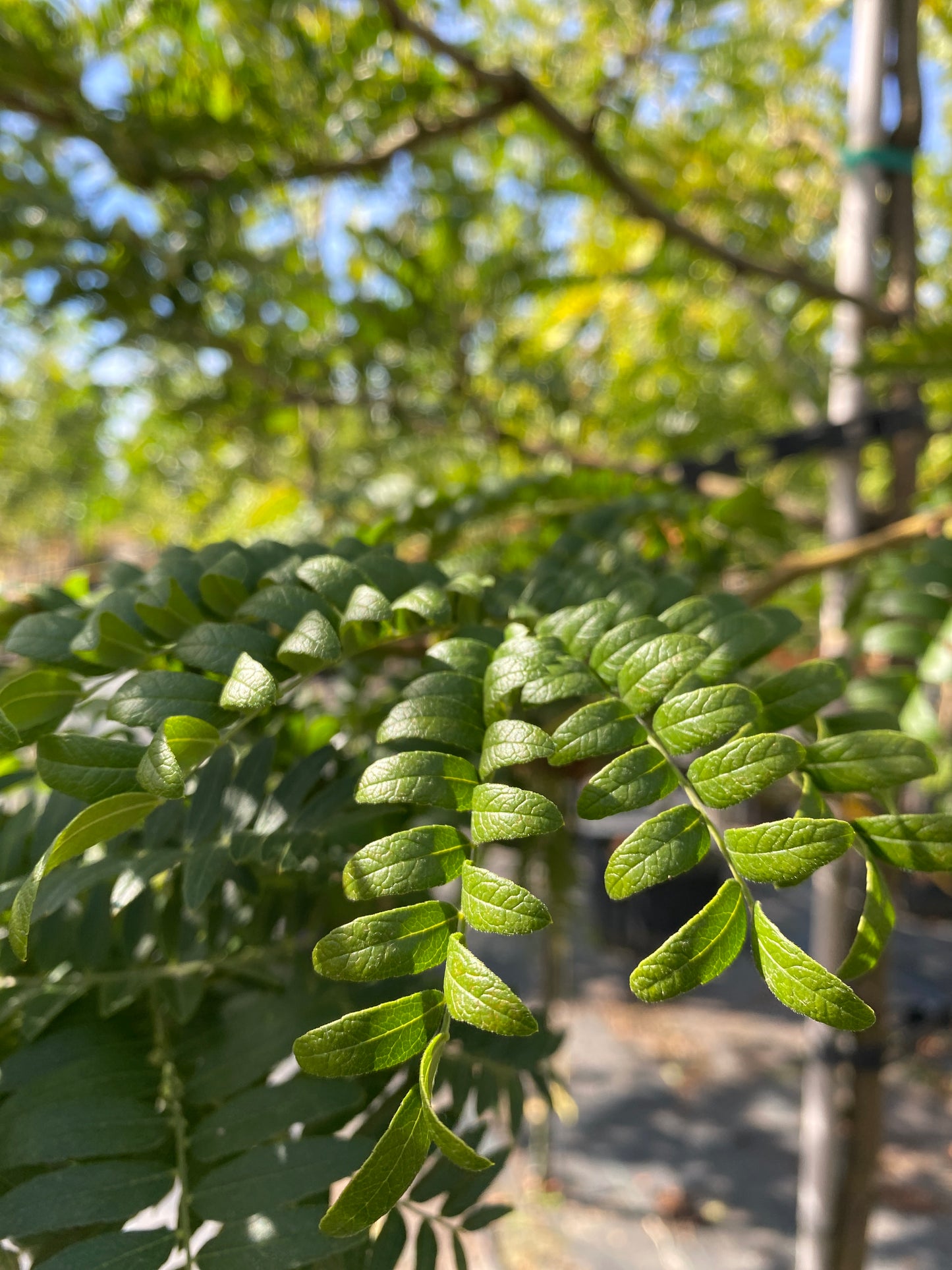 Shademaster® Honeylocust