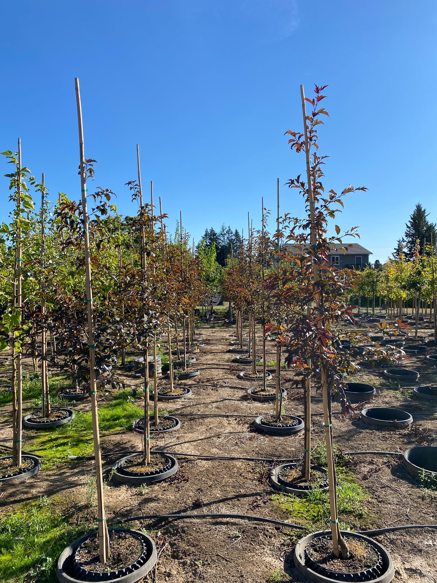 Royal Raindrops Flowering Crabapple- sproutfree™