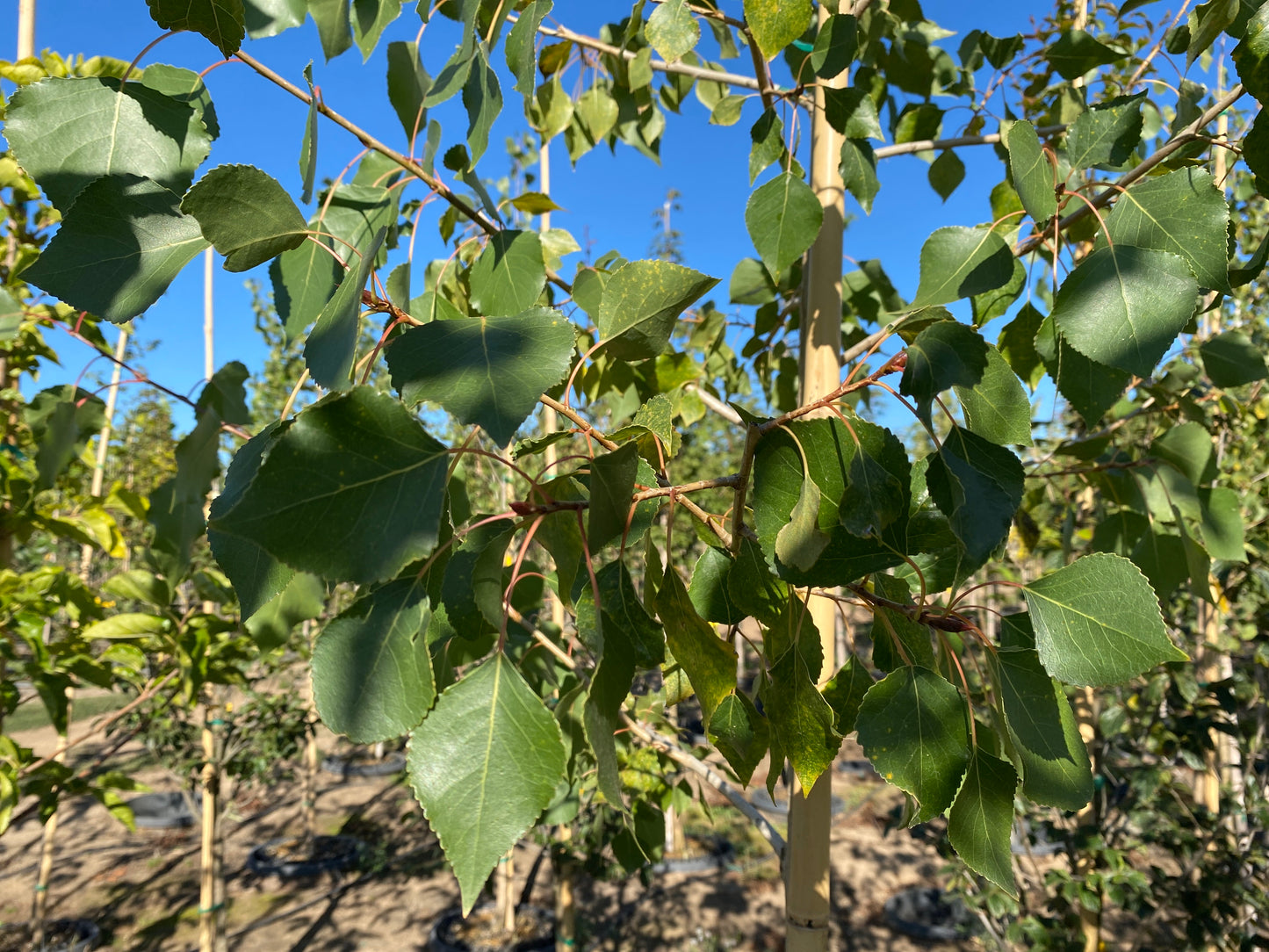 Fruitless Mulberry