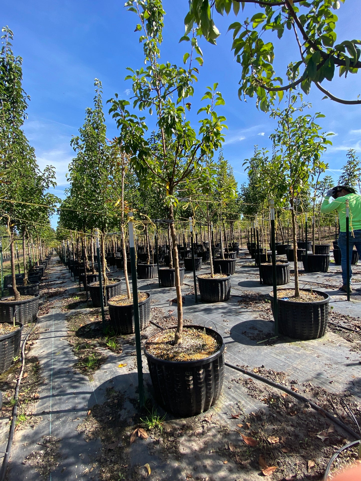 Ohio Buckeye