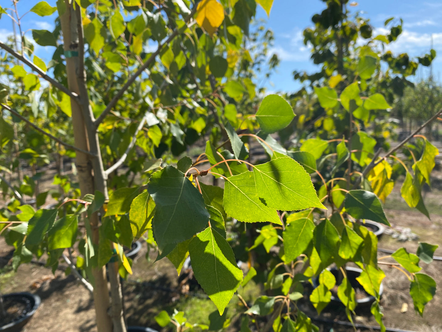 Plains Cottonwood