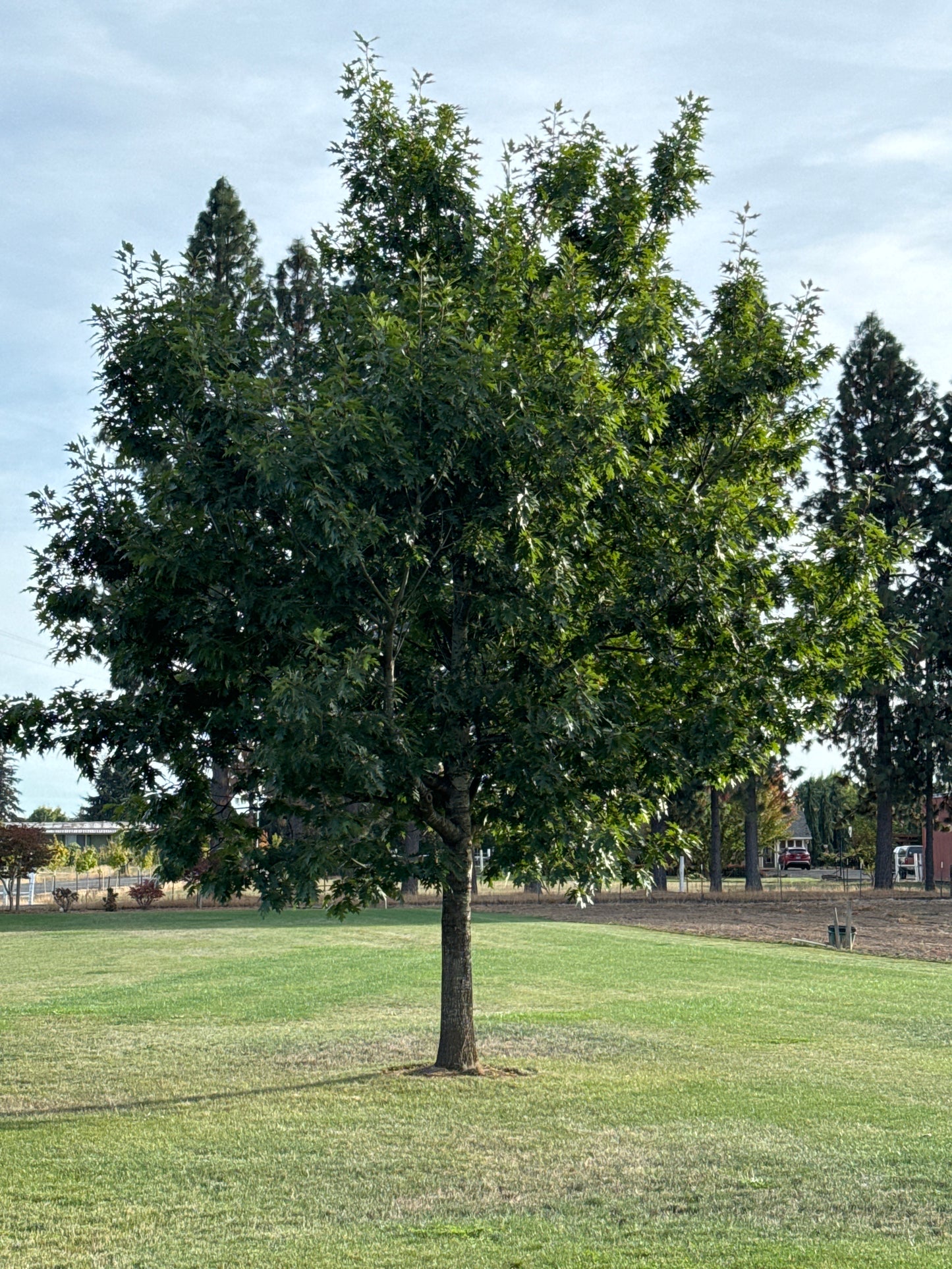 Northern Red Oak