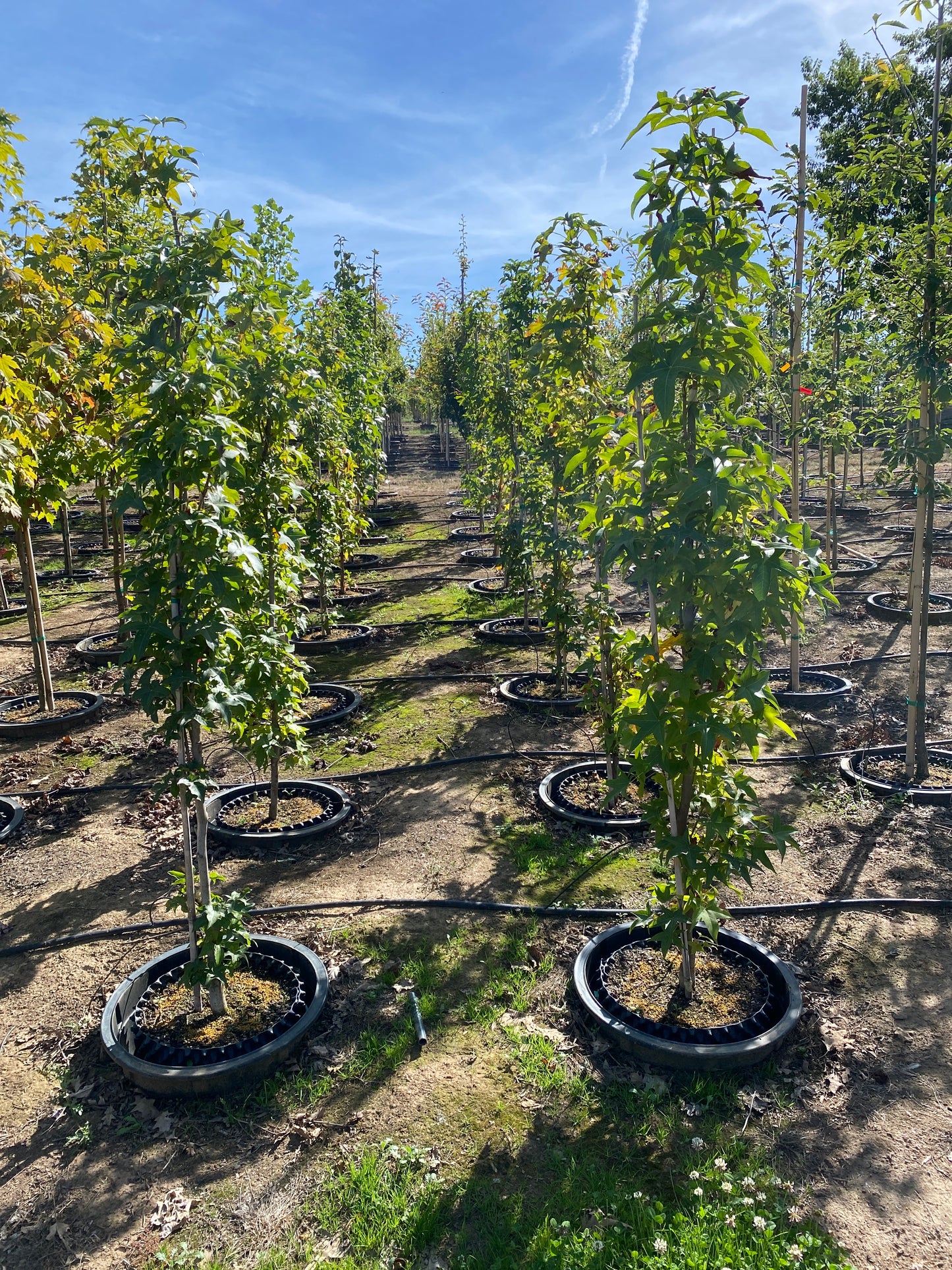 Slender Silhouette Sweetgum