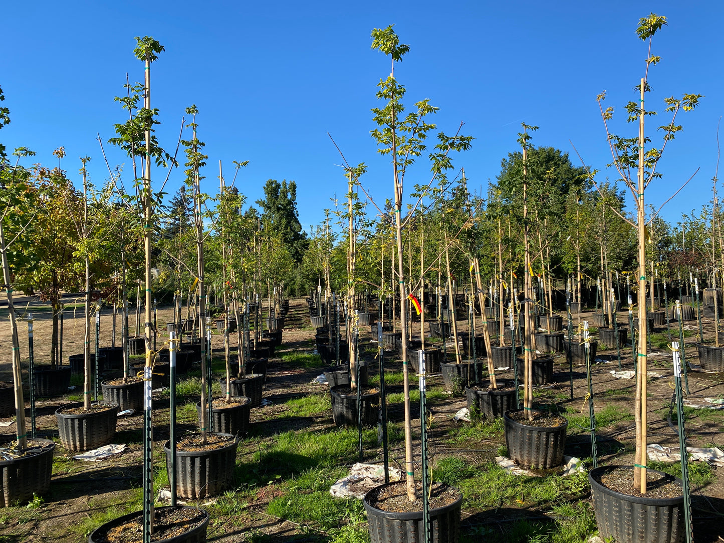 Eye Stopper™ Cork Tree