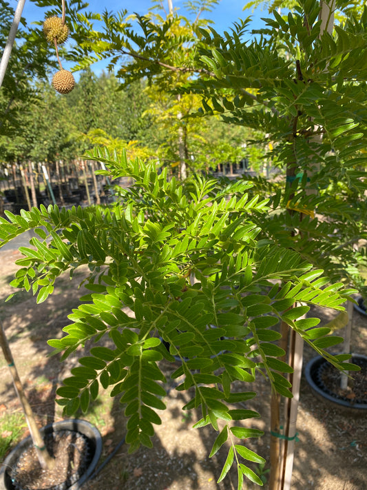 Halka™ Honeylocust