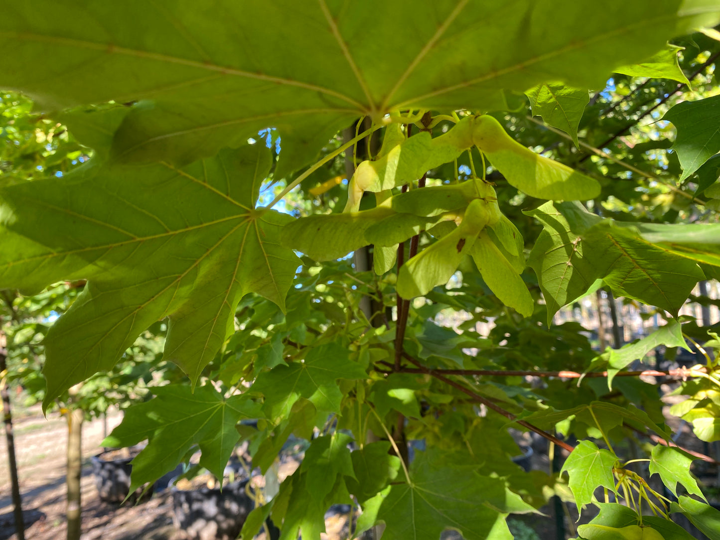 Emerald Queen Norway Maple