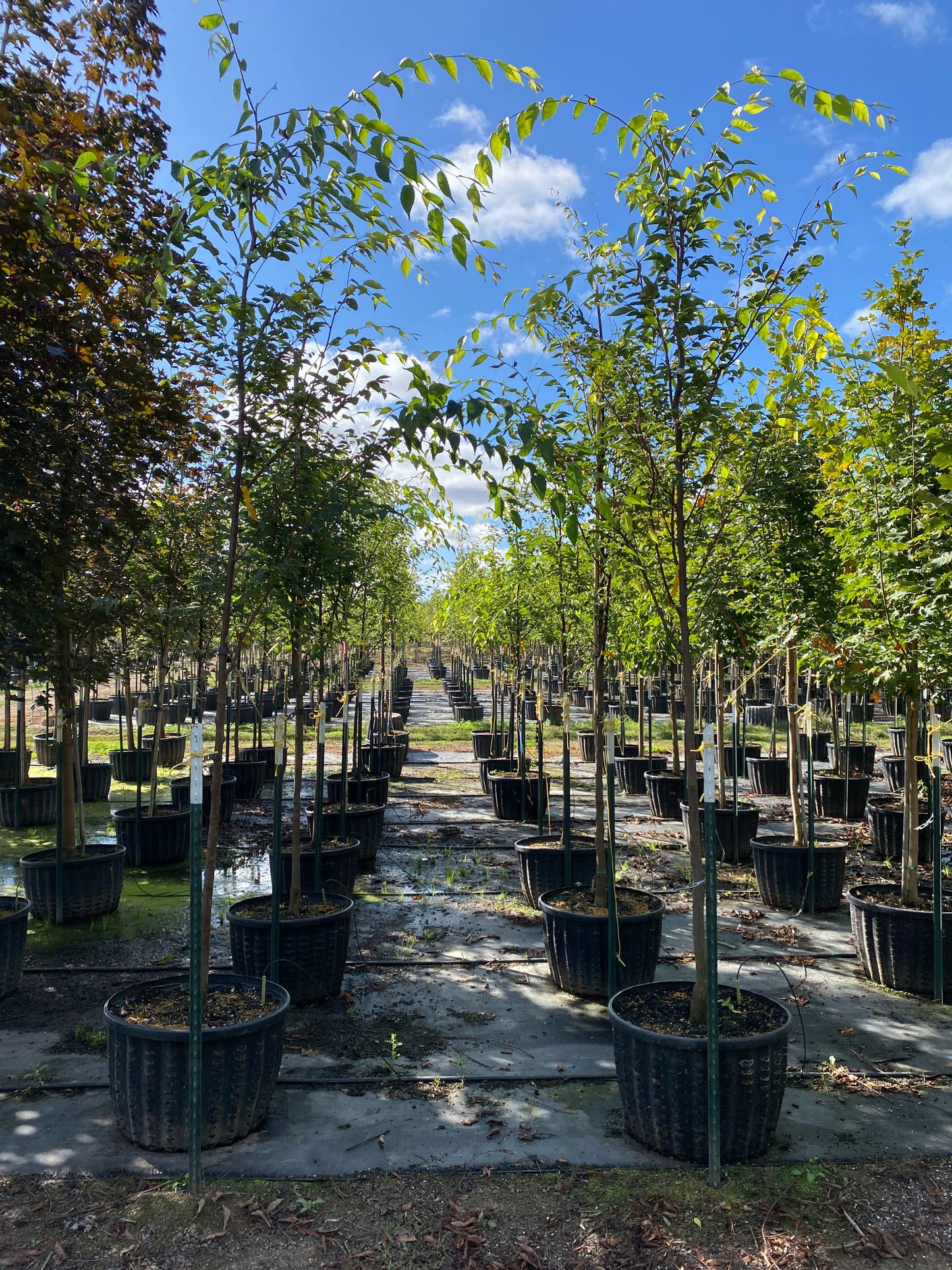 Green Vase Zelkova