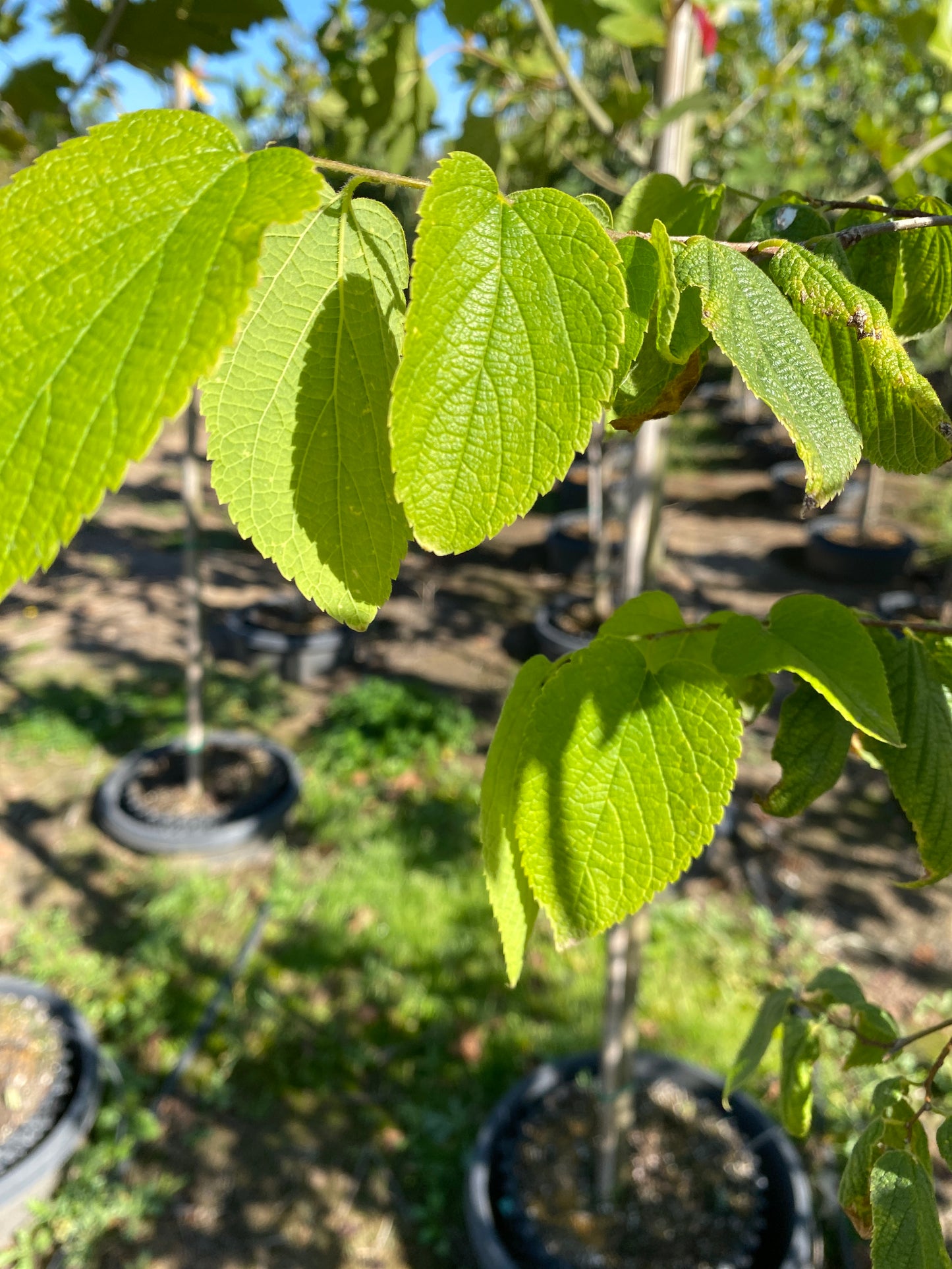 Hackberry