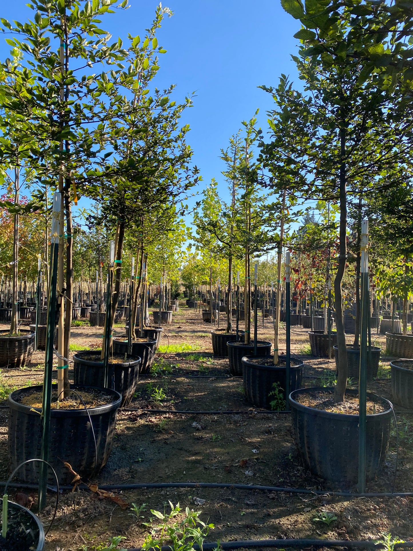 European Hornbeam