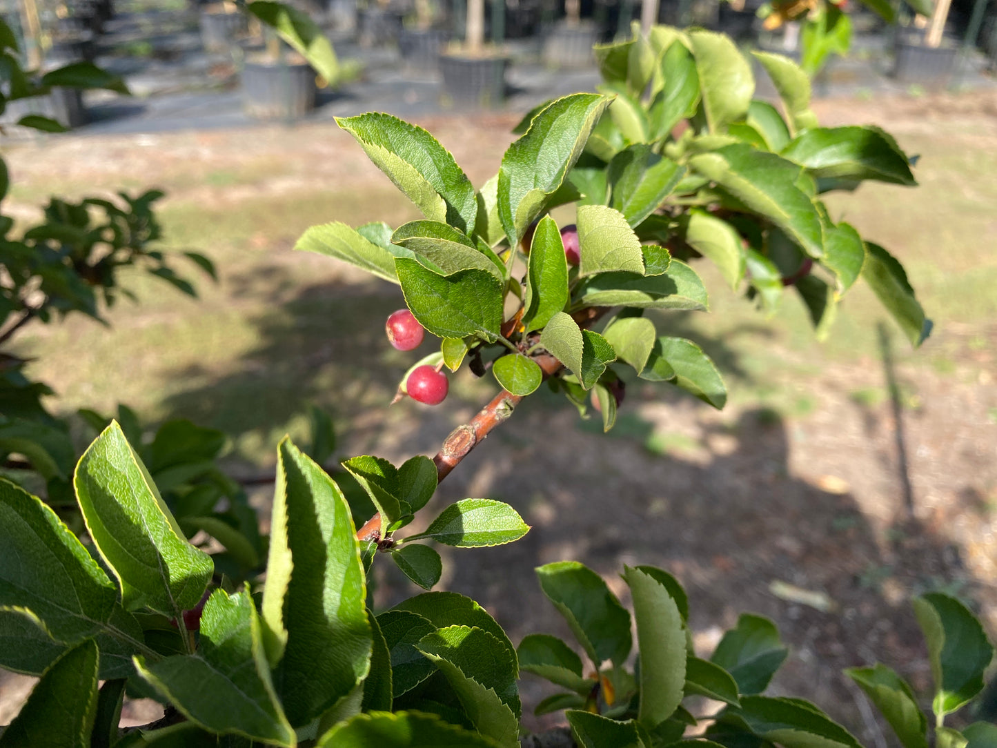 Sargent Tina Flowering Crabapple sproutfree™