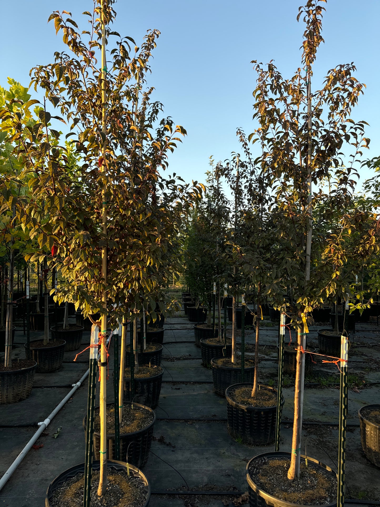 Kankakee Newport Flowering Plum