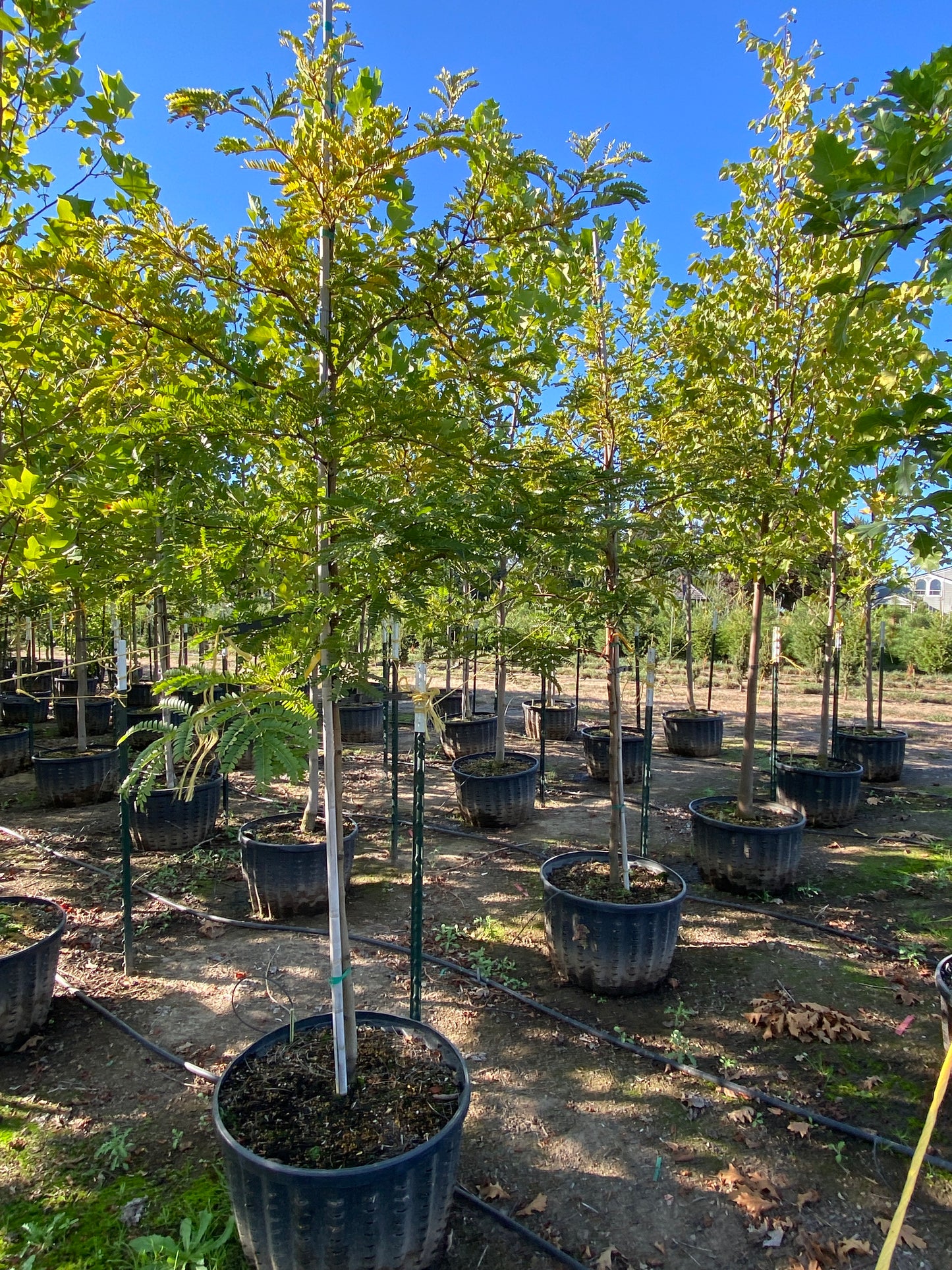 Sunburst® Honeylocust