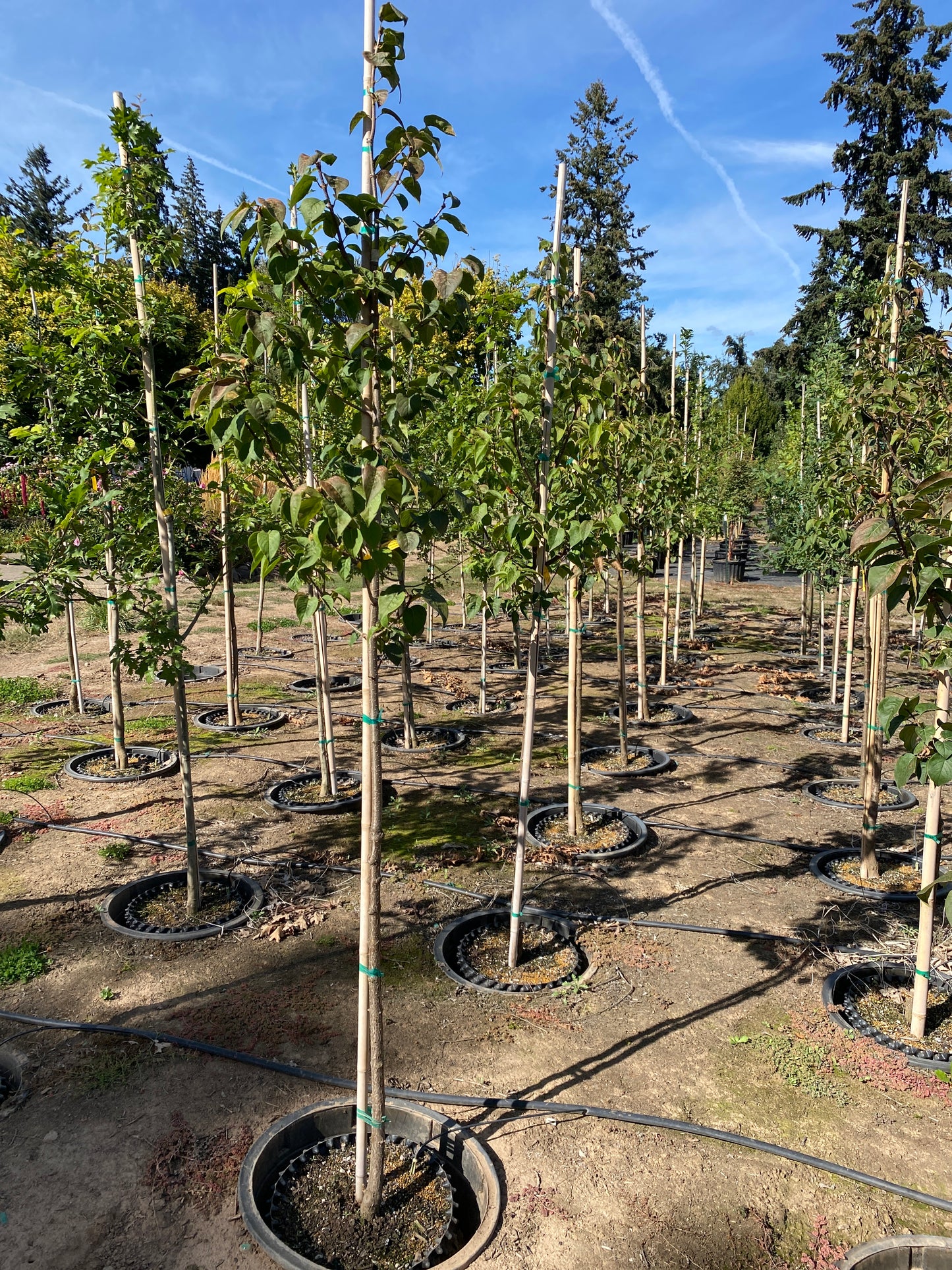 Ivory Silk Japanese Tree Lilac