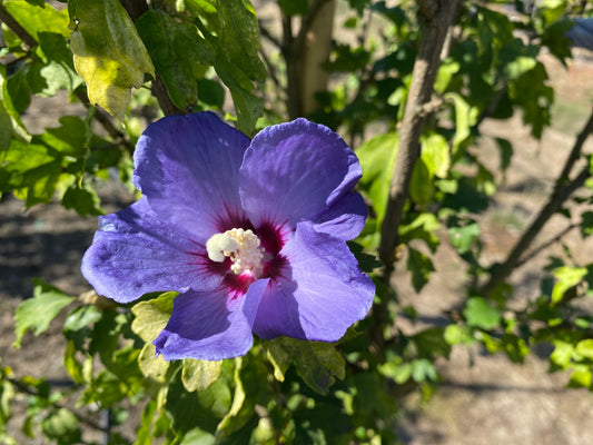 Azurri Blue Satin® Rose of Sharon Tree Form