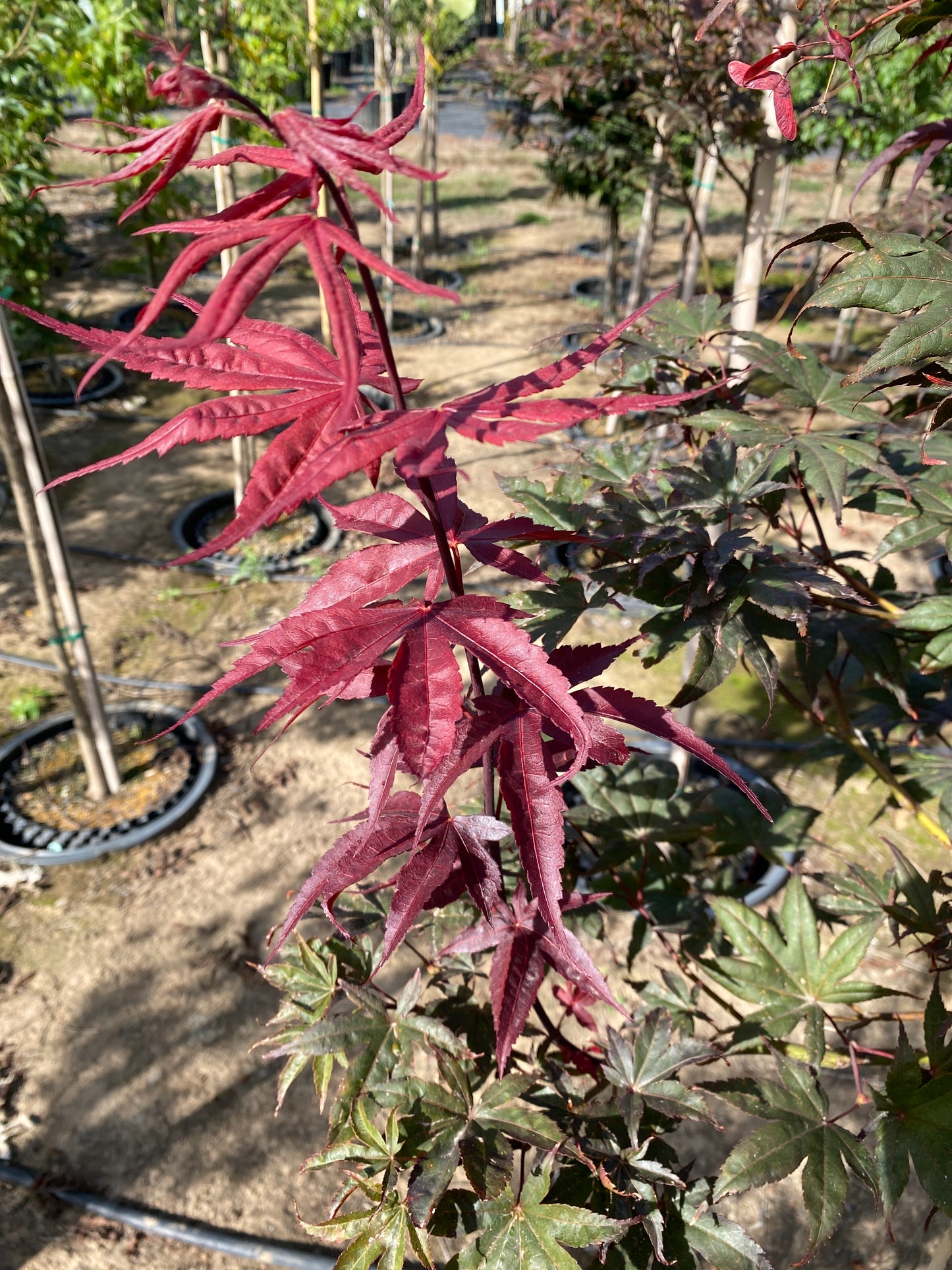 Emperor 1 Japanese Maple