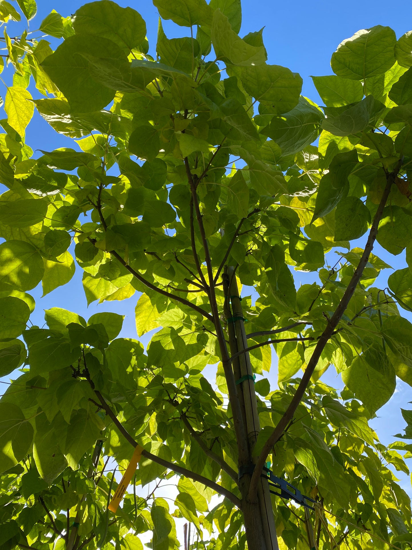 Northern Catalpa