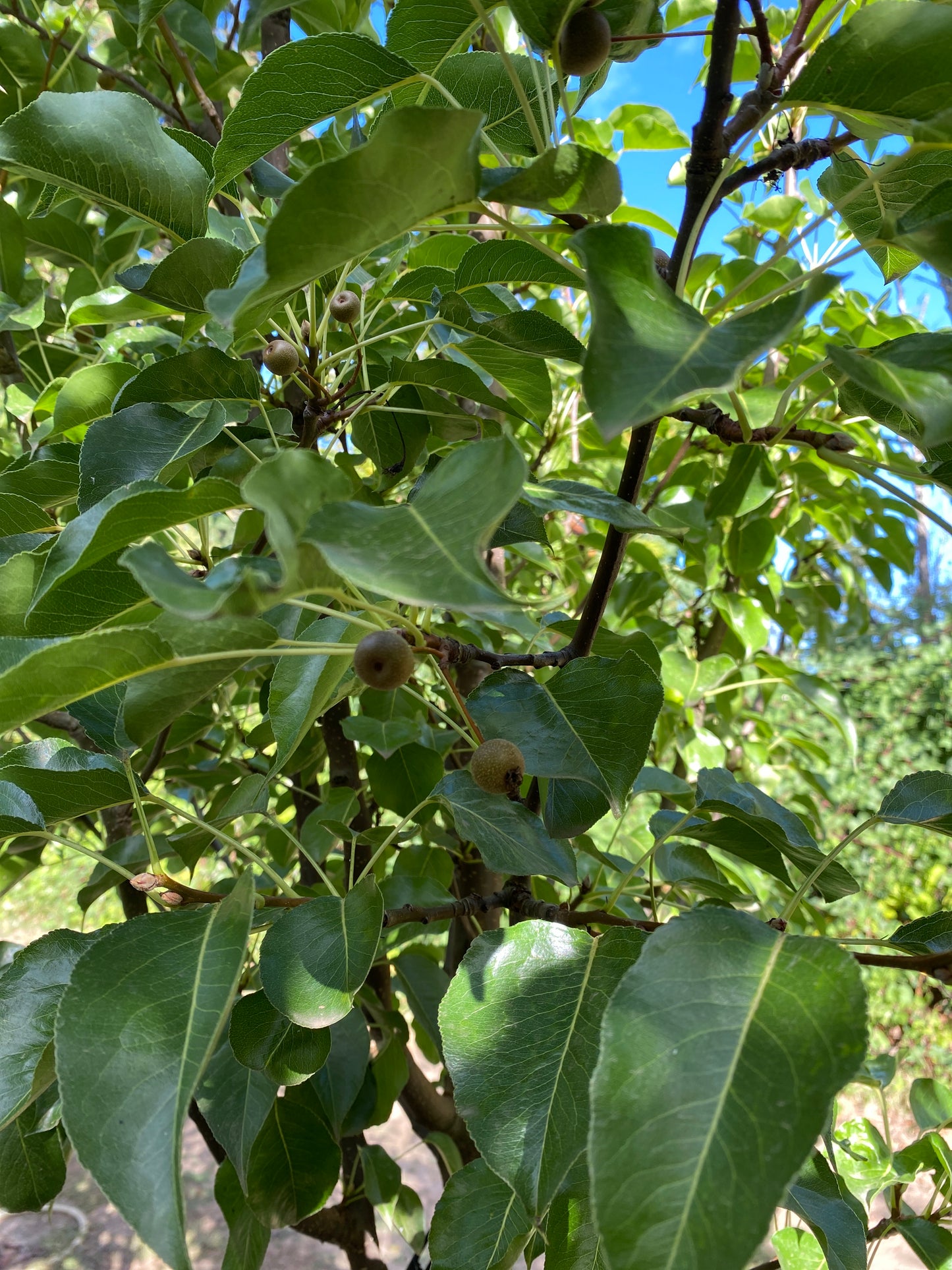 Chanticleer® Flowering Pear