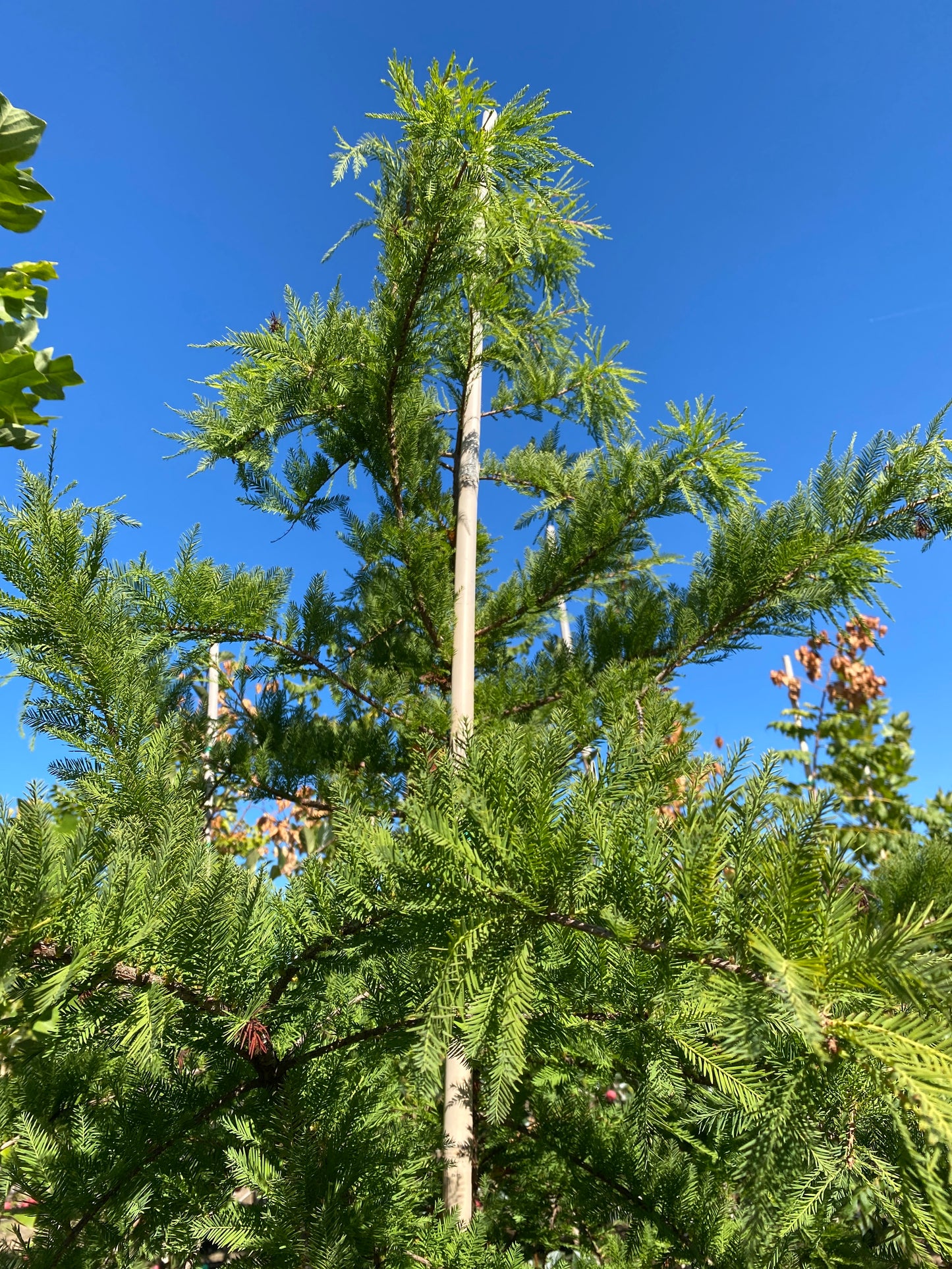 Shawnee Brave™ Bald Cypress