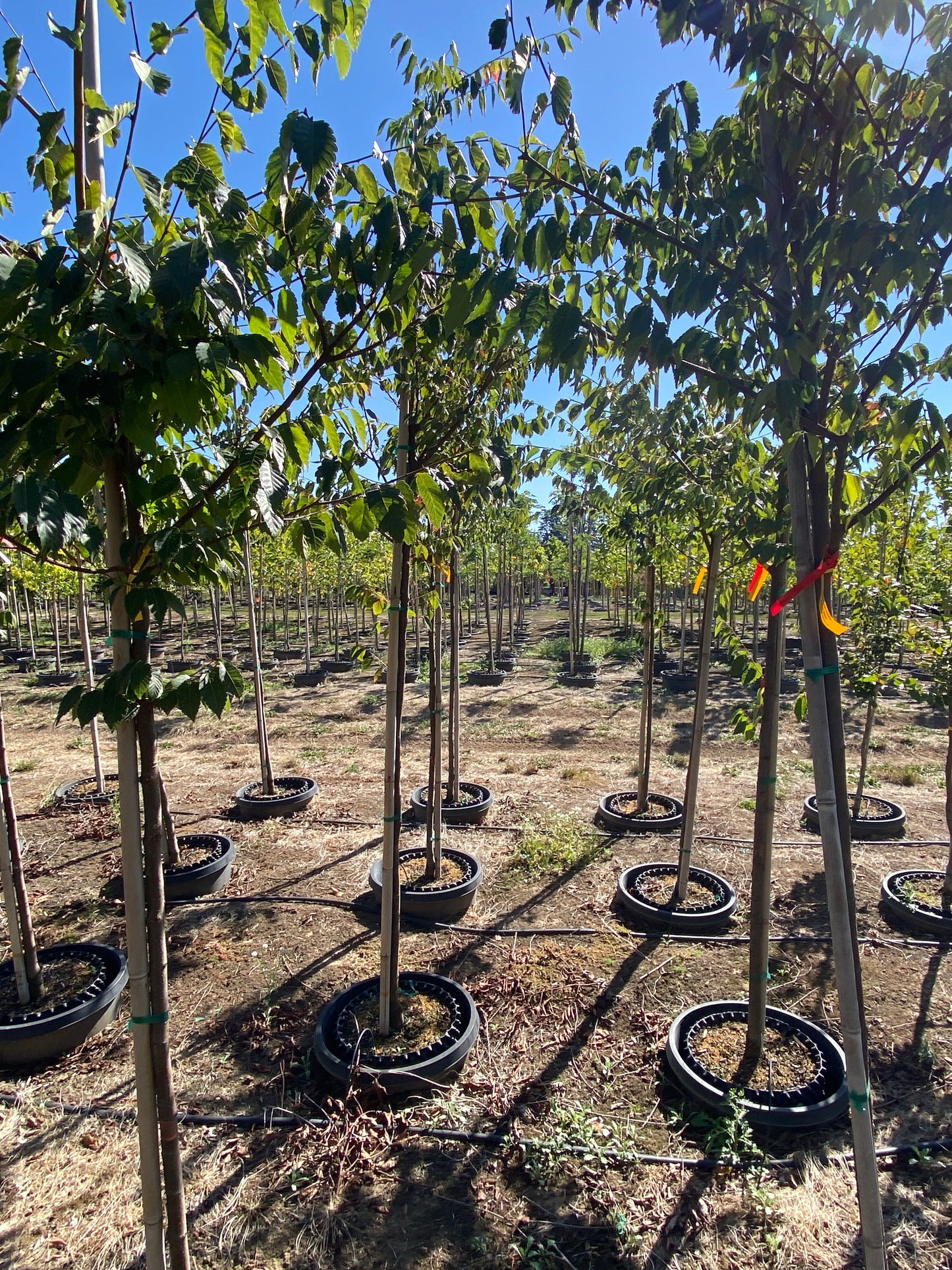 Wireless® Zelkova