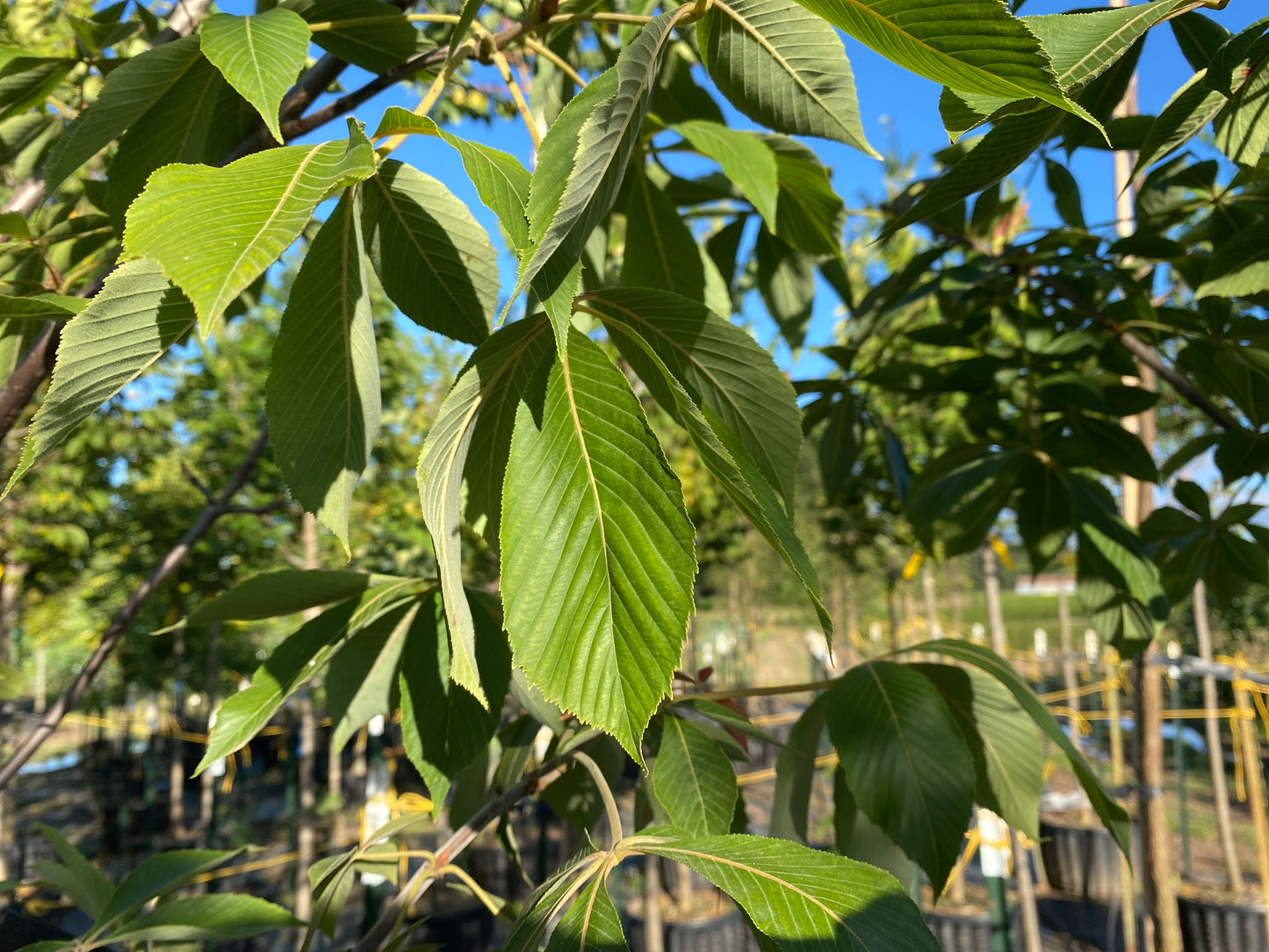 Early Glow Buckeye