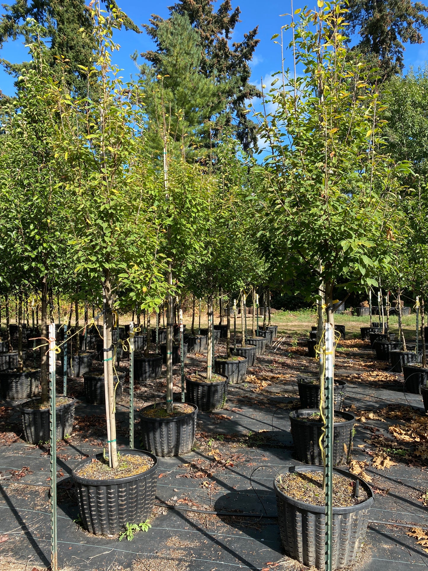 Lustre® Serviceberry