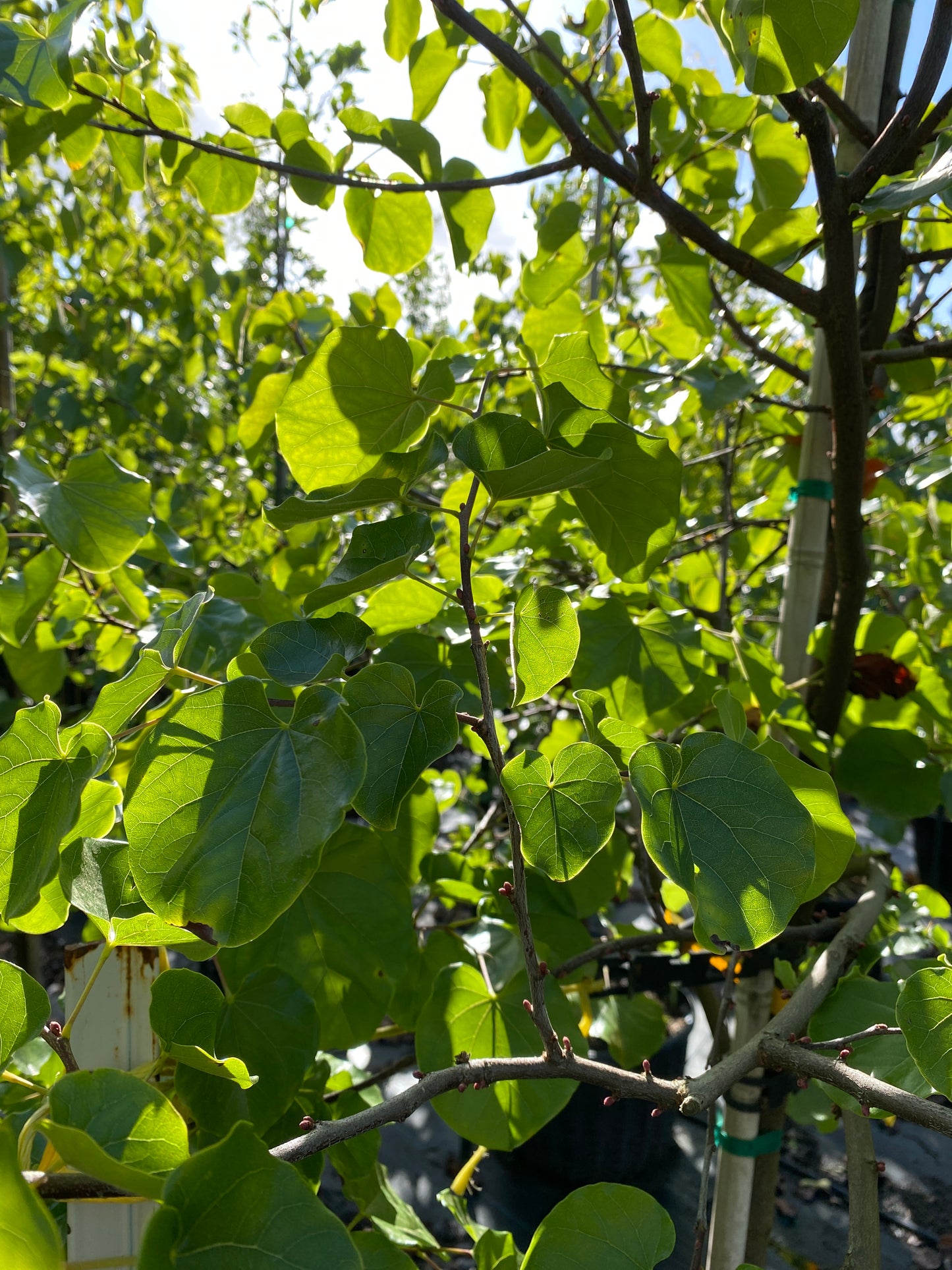 Oklahoma redbud