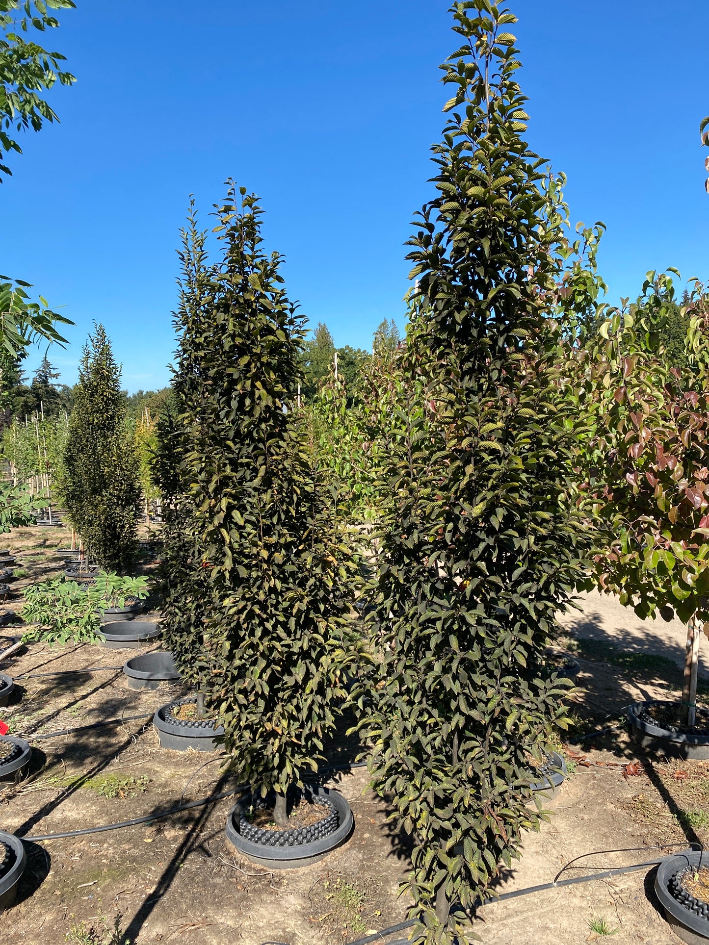 Columnar European Hornbeam